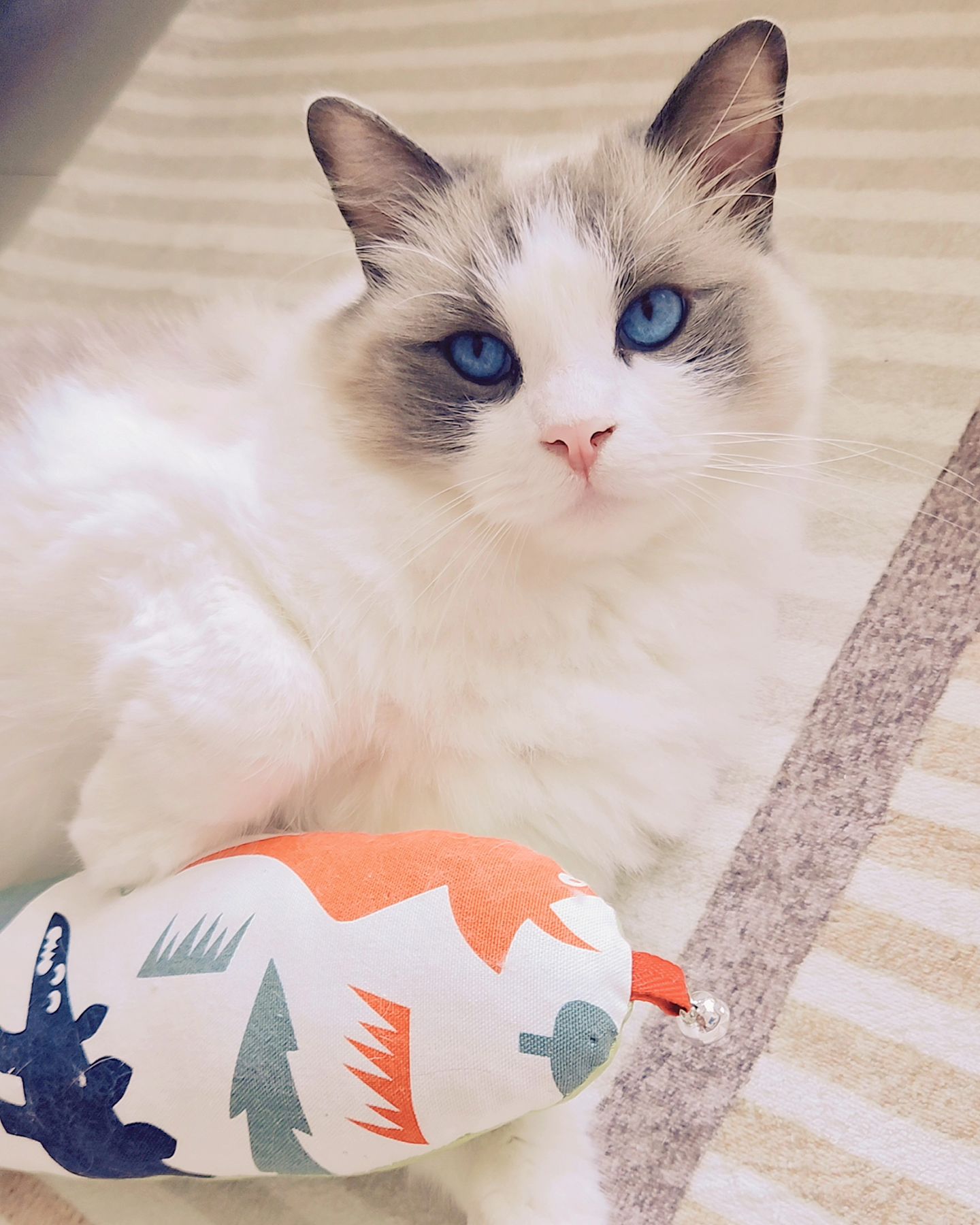 🐱
캣닢이 얼마나 실하게 들었는가 
네마리가 다 달려들어서 결국 3개 더 주문했다!!!

41cm나 되니 뚱냥이들이 뒷발차기도 빵빵되고 ㅋㅋㄱ
딸랑이 달려있으니 잡아흔드는 맛이 쏠쏠한가봄ㅋㅋㅋ낄낄

42마리 길냥이를 돌보는 박집사님이 핸드메이드로만들구
수익금은 냥이돌보는데 쓰인다니 안살이유가없따❤️

집사님들 함써보세유 ㅎㅎ
요즘 무기력쟁이 첫째가 이거 가꾸놀라고 거실한복판
날라댕깁니다 ㅋㅋㅋ 스트레스해소가 되는듯해서 기쁨❤️
 
gattara_korea

#협찬 #가타라 #고양이캣잎쿠션 #고양이장난감
#해옹해옹 #박집사 #미라클쉼터 #고양이스트레스해소
#사지마세요입양하세요버리지마세요 #제제라모