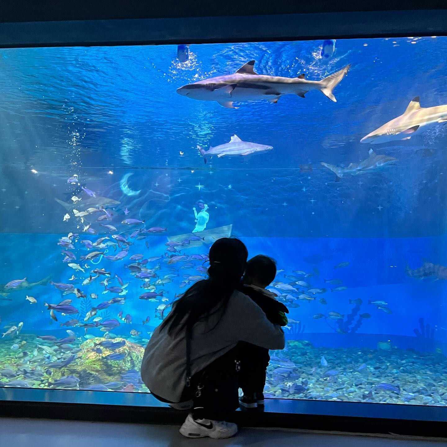 #아쿠아플라넷제주 🦈

도현이의 두번째 아쿠아리움 방문 ! 
이리저리 구경하며 너무너무 좋아하던 우리 아기 🐟

#아쿠아플라넷 #아쿠아리움 #제주아기와가볼만한곳 #제주여행 #아기와제주여행 #제주여행#제주가족여행 #제주도 #11개월아기 #돌아기여행 #돌아기제주도 #jeju #jejudo #family #육아일상 #육아소통 #아들맘