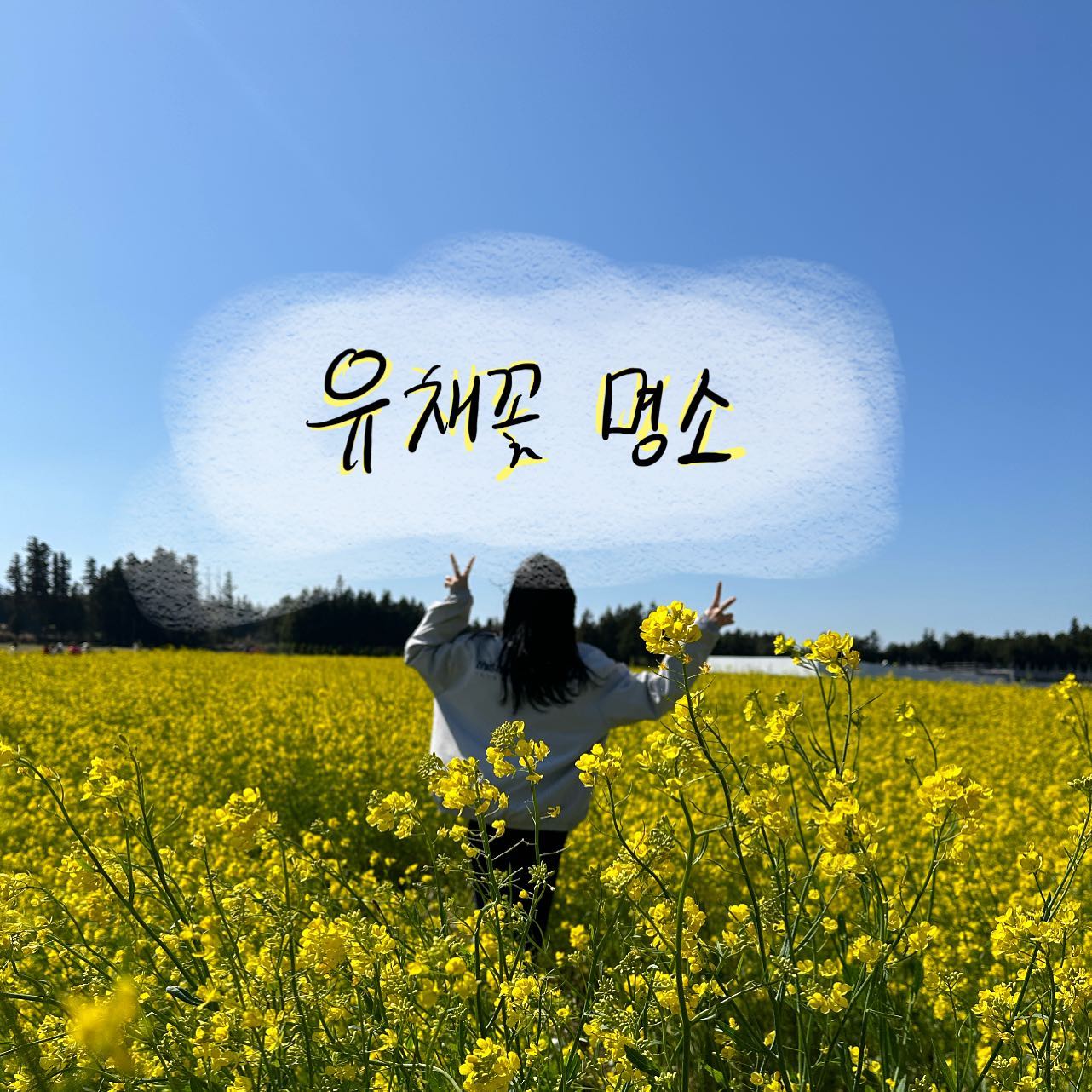 유채꽃 명소

#녹산로 #별방진 #성산유채꽃밭 #보롬왓