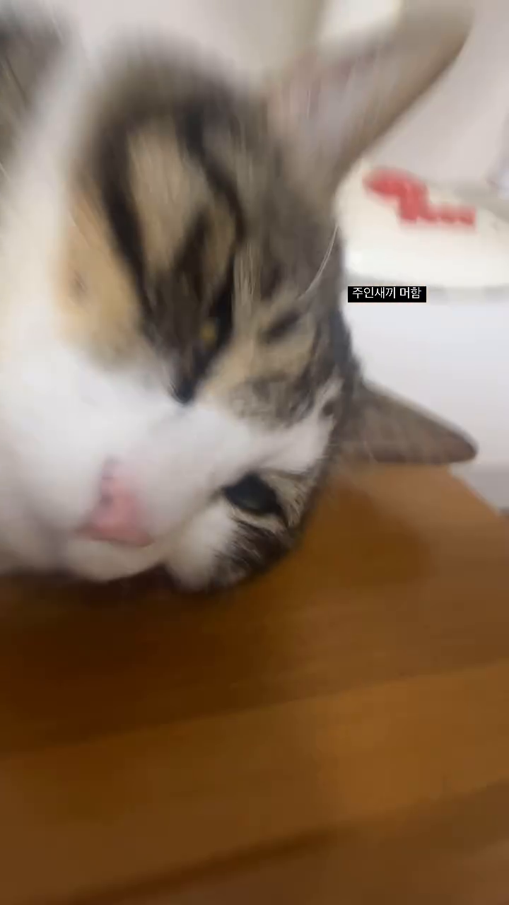 하던말던 귀찮은 바리씨