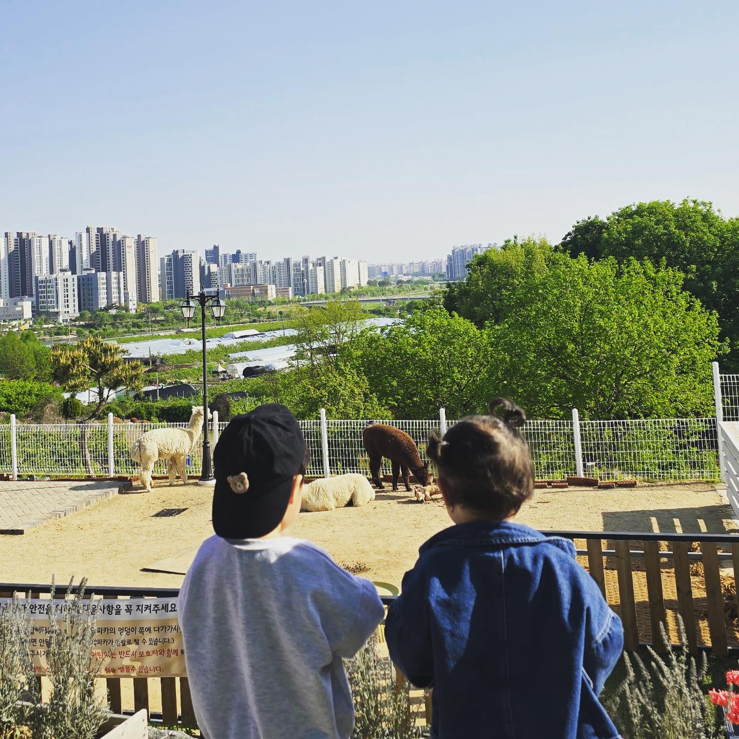 #파차 날 좋은날 친구랑 나들이✌️

#알파카 #알파카카페 #알파카먹이주기 #서울근교카페 #나들이 #아기와갈만한곳