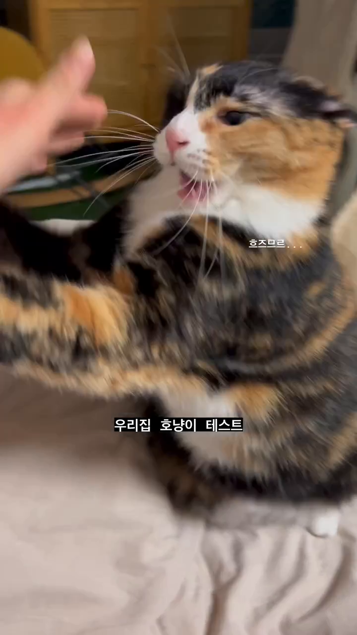 우리집 냥아치는 참지않는다냥
화나서 한번 더 물었다냥