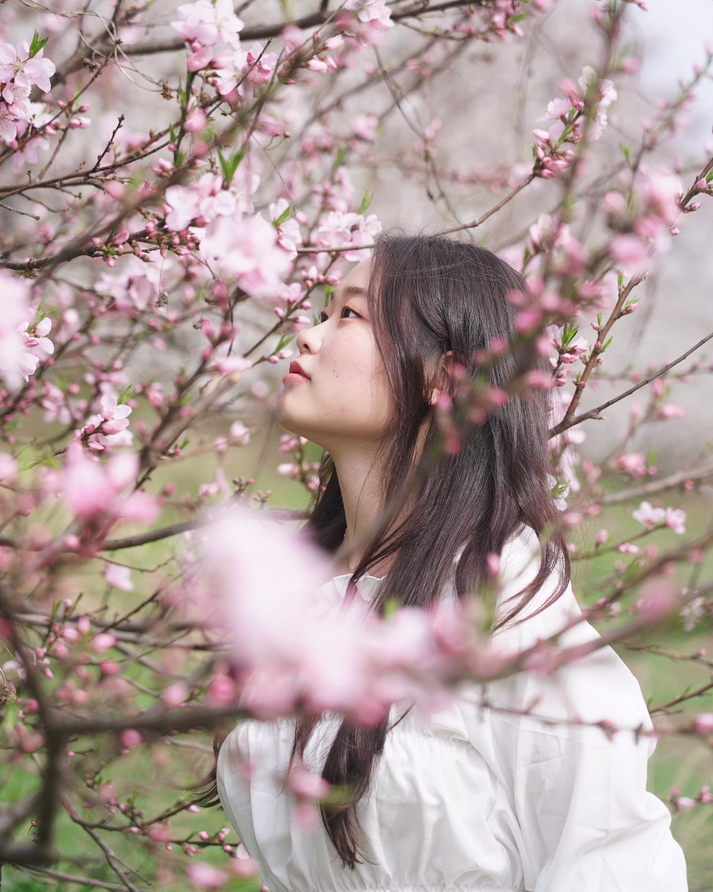 벚꽃 막차 늦었지만 하나씩 풀게요🌸