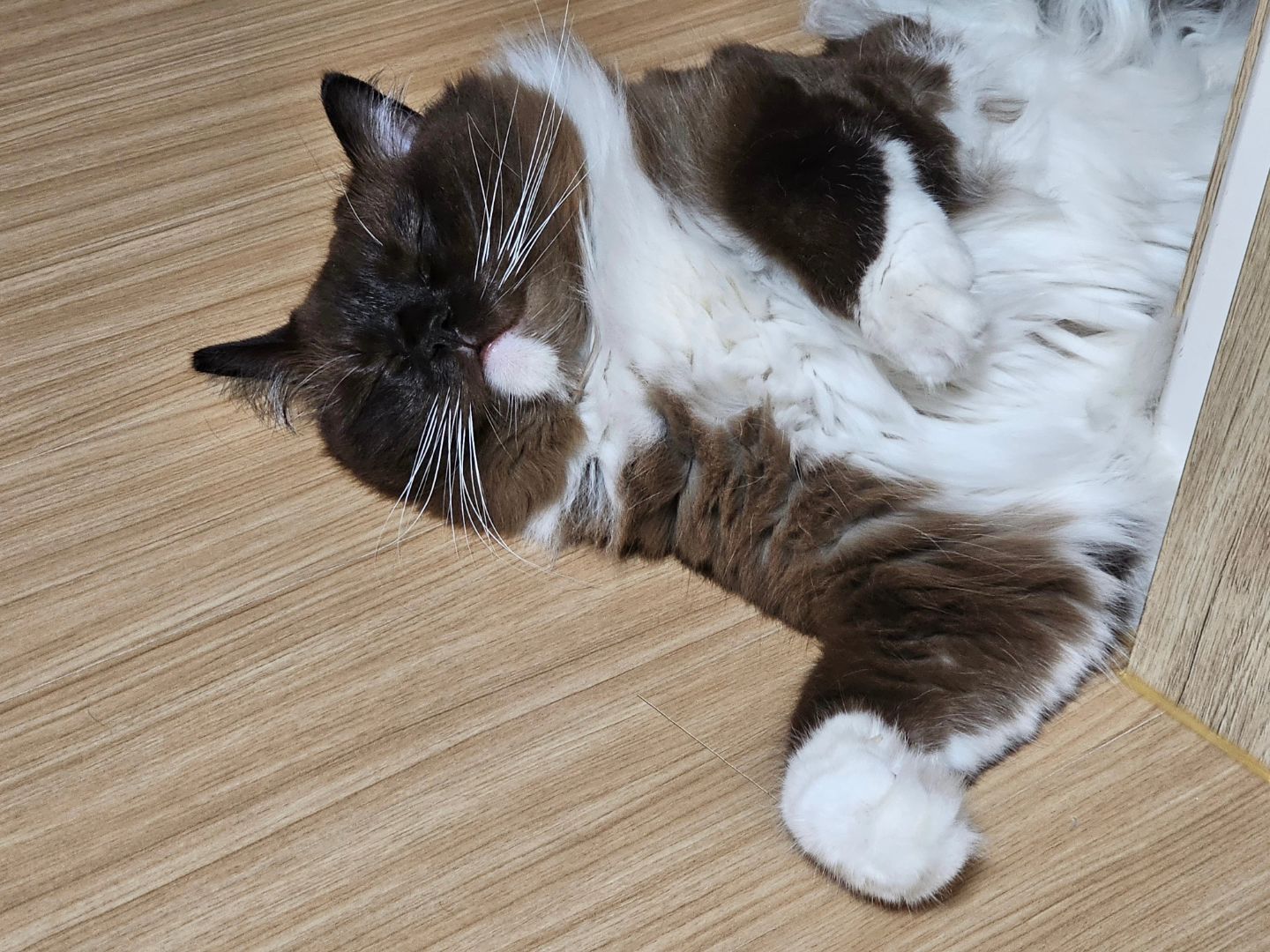 냥팔자 부럽다야~🐈‍⬛
콩이 긴장 좀 하게 동생 데꼬오까~😽
.
.
#냥이일상😻  #3살고양이 #랙돌 #살찐걸까털찐걸까 #개냥이갖고싶다