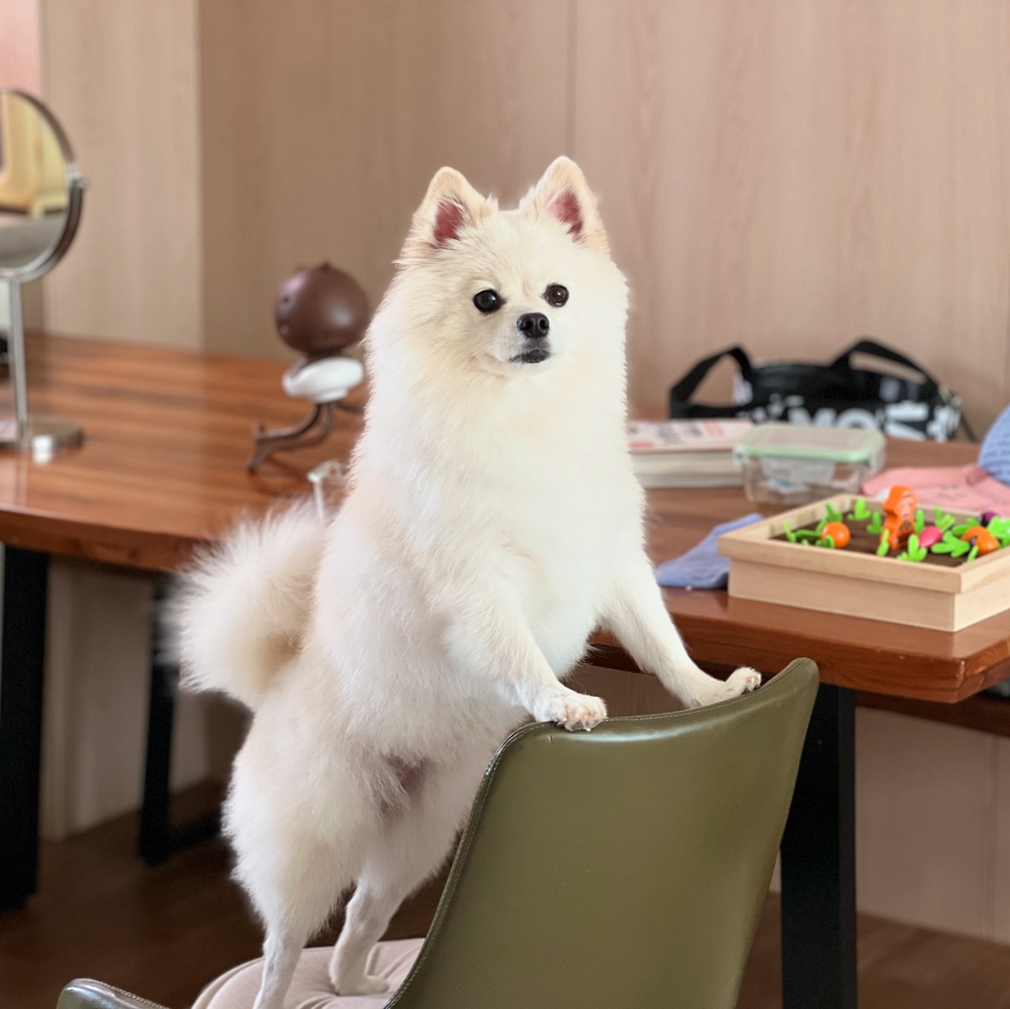 엄마! 심심해요~!! 
주말인데 어디 안가요? 🫣

눈누야 😶‍🌫️암쏘쏘리벗알럽유❤️❤️

#집콕생활 #산책가고싶은강아지 #폼피츠일상 #폼피츠스타그램 #애개육아 #애개육아일상