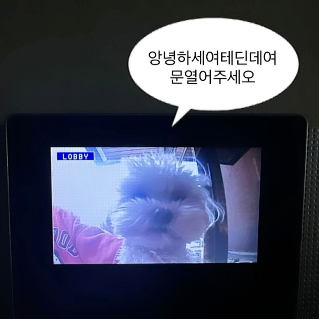 띵동띵동 문열어주세오🔔

#나는야_테디