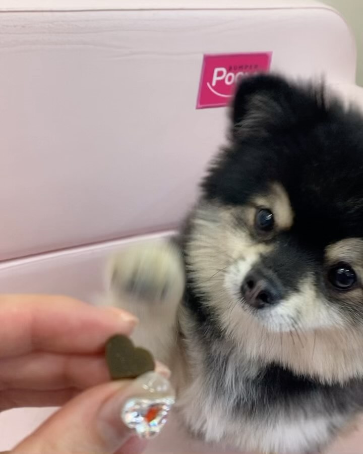 #협찬

펫또마망 피부 건강🐶

편안한 소화를 도와줘 영양 흡수율을 높인 반려견 영양제에요~~

가수분해 오리고기 베이스를 사용해 높은 소화율 및 알러지 최소화🩷

117 년 전통의 노하우를 가진 발리오(Valio) 社의 세계 특허 공법 적용

✅8가지 피부 건강 기능성 원료 함유
✅피쉬콜라겐, 코코넛오일, 오메가3 등 피부 건강에 도움을 줄 수 있는 원료 7종 함유
✅건강한 것도 맛있게, 안전한 성분과 높은 기호성
✅사람이 먹을 수 있는 Human Grade 등급 적용
✅5無 (글루텐, 합성착향료, 합성착색료, 젤라틴, 그레인)
부드럽고 씹기 쉬운 말랑한 식감의 ‘펠릿’ 제형🩵

편안한 소화와 풍부한 영양
🍼유당분해능력이 없는 반려견을 위한 락토프리 성분 함유

petomaman

#펫또마망 #마망이지켜줄게 #펫또마망피부건강 #펫또마망영양제 #강아지영양제 #강아지피부영양제 #반려견영양제 #반려견피부영양제 #반려동물영양제 #강아지영양제추천 #강아지피부 #강아지피부관리 #강아지피부건강