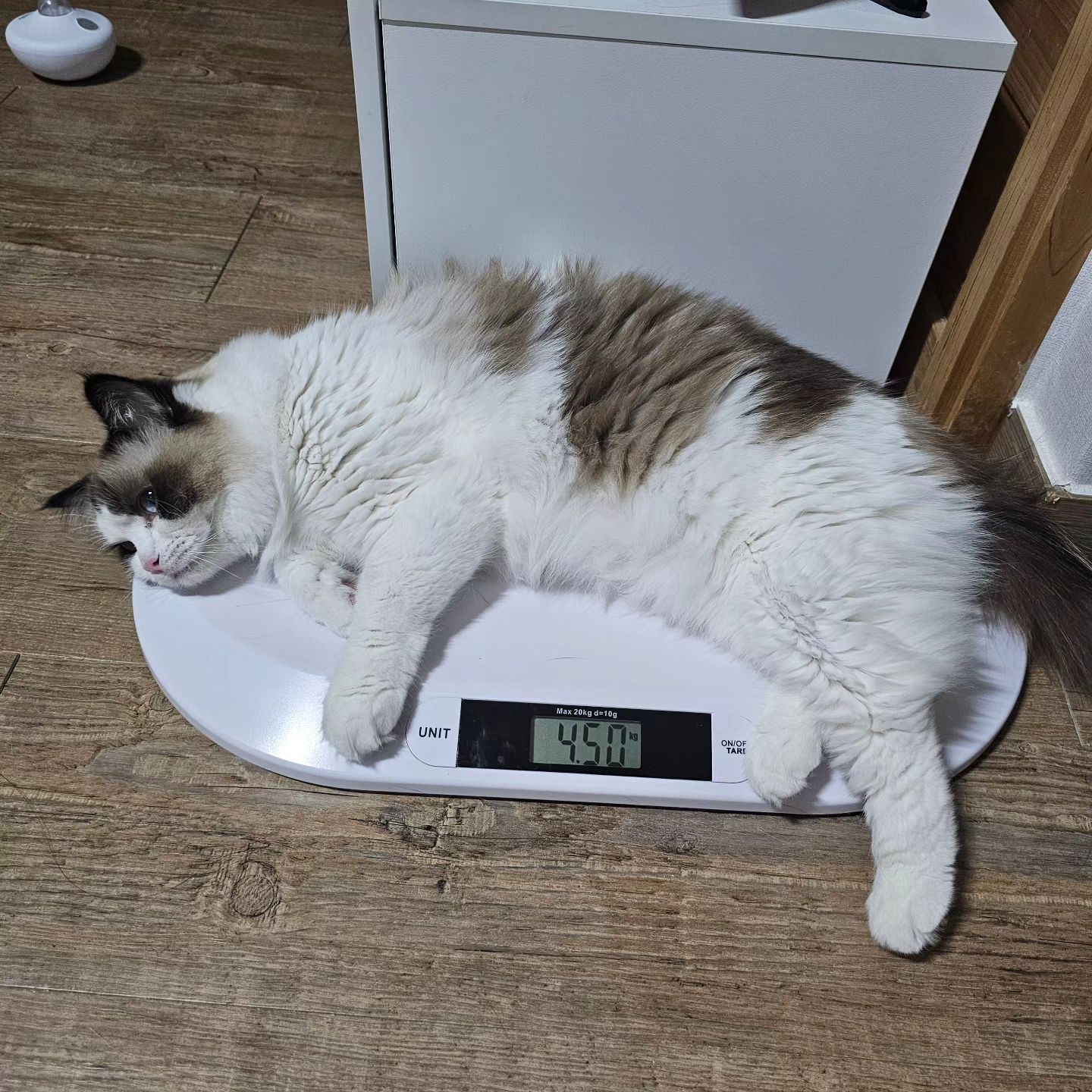 태어난지 314일 된 김브리티쉬씨가 543일 된 김도리를 이겼다 한 살도 안 됐는데 저렇게 클 줄 몰랐다...