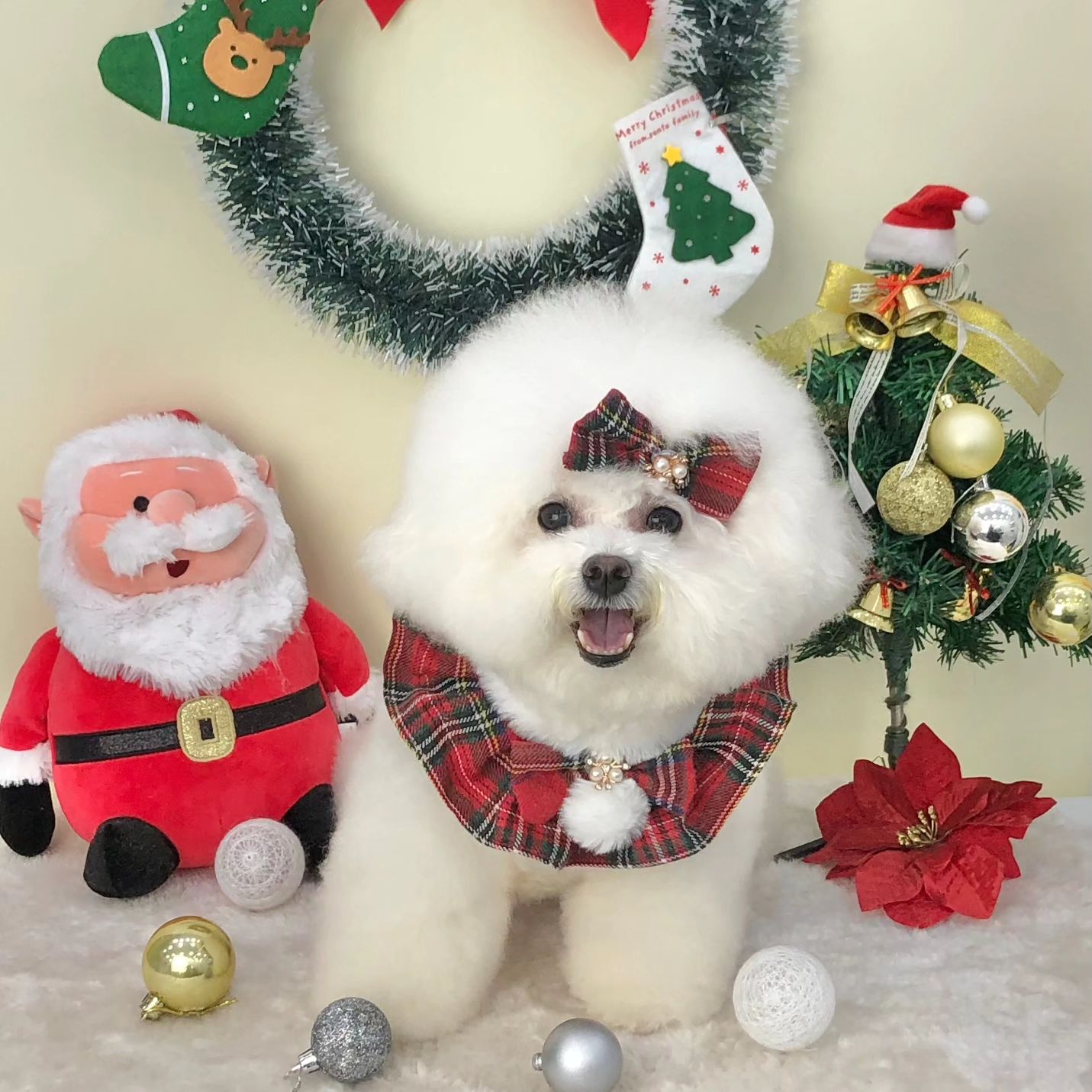 -
뒤늦은 세리크리스마스🎄
.
.
.
#비숑 #비숑프리제 #bishonfrise #Bichonfrisé #반려견 #댕댕이그램 #dog #비숑스타그램 #호매실애견미용 #수원비숑미용 #수원비숑 #댕스타그램 #댕팔맞팔 #맞팔