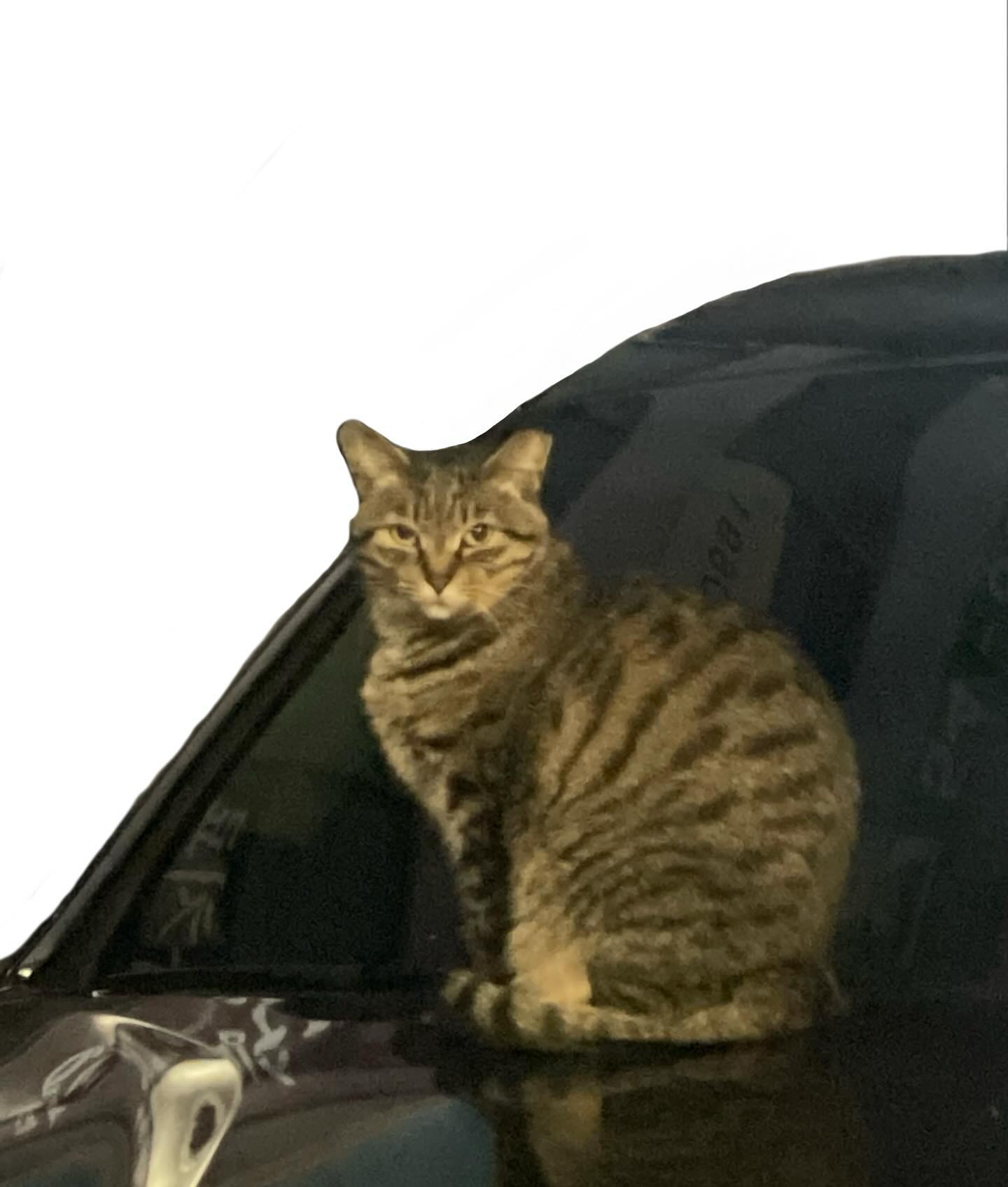 (=^-ω-^=)