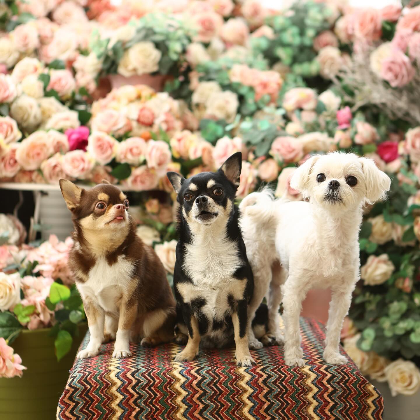 서두삼이랑 스튜디오 촬영❤️🐶