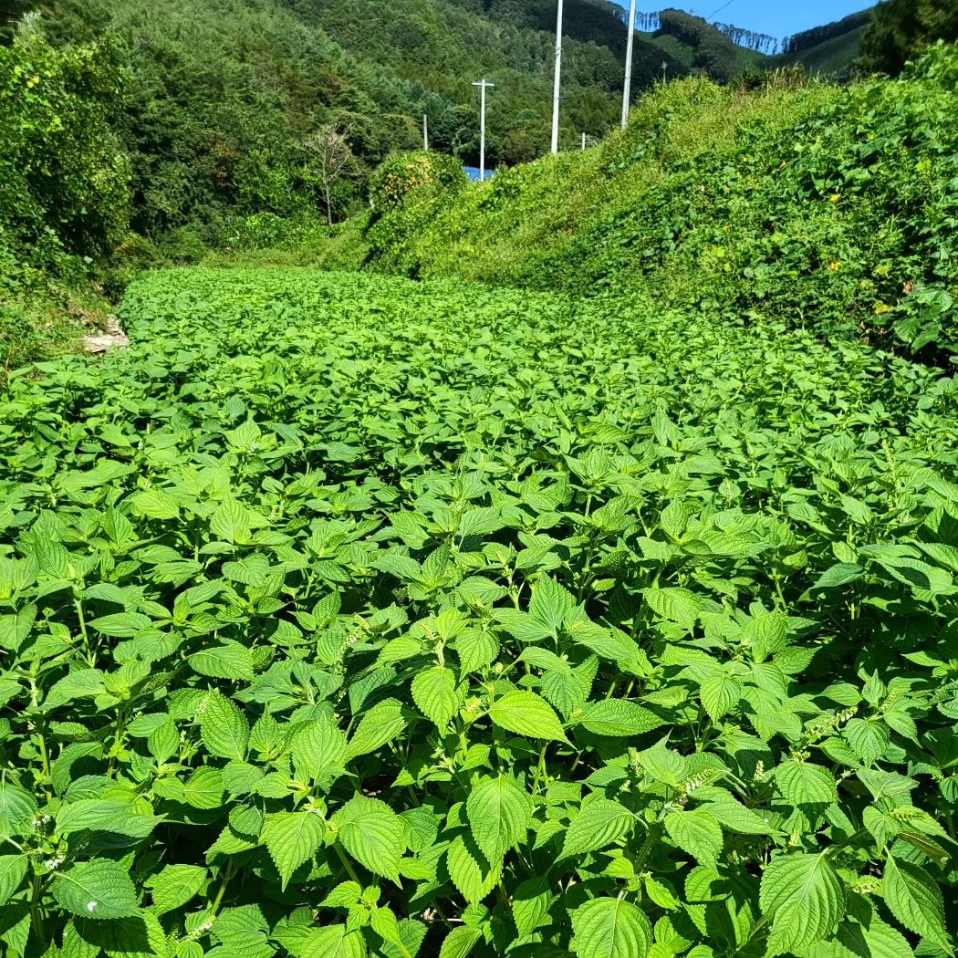청정 강원! 산 좋고 물 좋은 횡성군 갑천면 율동리 밭에서 친환경농법으로 키운 들깨 판매합니다🙂 이번에 저희 밭에서 들깨 수확이 많이 되었거든요. 들깨 풍년으로 딱 10말까지만 (선착순 10명까지만) 주문받을 예정입니다. 횡성 오일장 판매가 기준으로 가격 책정했어요. 관심 있는 분들은 [수령 주소, 이름, 전화번호, 주문내용] 적어서 DM 보내주셔요💚 들깨 그 잡채를 사셔도 되고요. 들깨만 사서는 혼자 기름 못짠다는 분들을 위해 들기름 직접 짜서도 팔아요. 들깨 1말을 방앗간에서 기계세척 후 기름으로 짜면 들기름 2홉짜리 대략 5병정도 나옵니다 (약  1.8L) 기름병 새거 구매해서 넣어 포장해 보내드릴 수 있으니 2가지 옵션 중 골라 주문해주세요. 

고소한 맛이 일품! 혈액순환 개선, 염증감소, 면역력 개선 등 몸에도 좋은 거 다들 아시죠? 노화방지와 장기적으로는 항암 효과도 있대서 저는 들깨가루도 반찬에 곧잘 뿌려먹고 돈까스 먹을때 들기름 넣어 먹기도 한답니다. 건강한 땅에서 정성으로 키운 들깨 놓치지 말고 쟁여가시길 뿌잉😘

🌿 들깨 1말(1.5kg) 사실 분: 75,000원
🌿 들깨 1말을 직접 짠 들기름 사실 분: 95,000원
(두 옵션 모두 택배비 포함된 가격입니다)

#강원도 #청정지역 #횡성 #들깨 #술이들깨 #들기름 #청년농부 #1 #농사짓는아가씨 #직거래 #daily #친환경 #비료안씀 #수확 #밭농사 #풍년 #오일장 #전통시장
