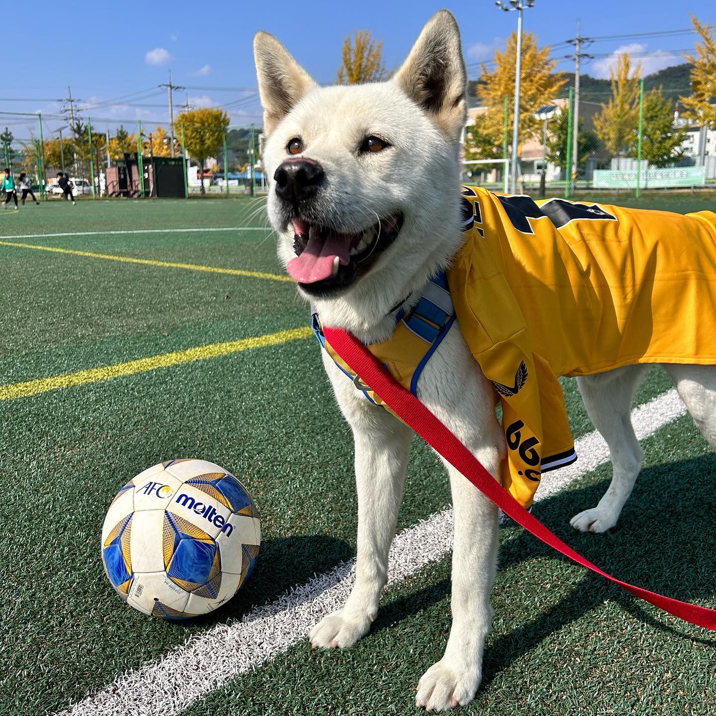 페리도 축놀하기⚽️💛
코리안 가이 황희찬!!! 
-
#울버햄튼 #황희찬 
hwangheechan