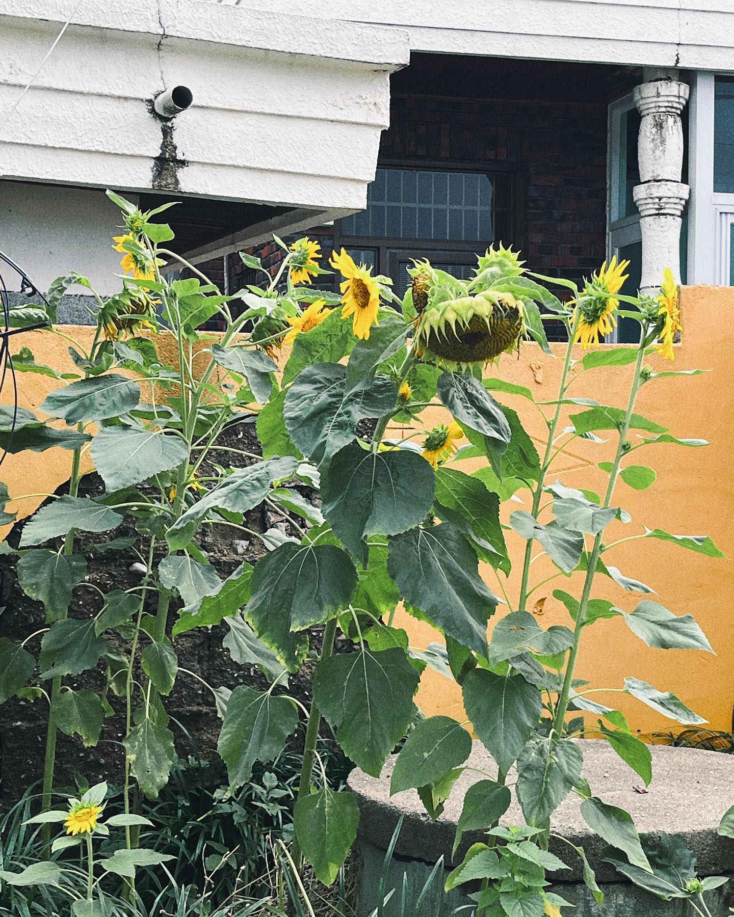 ⛰️🌻