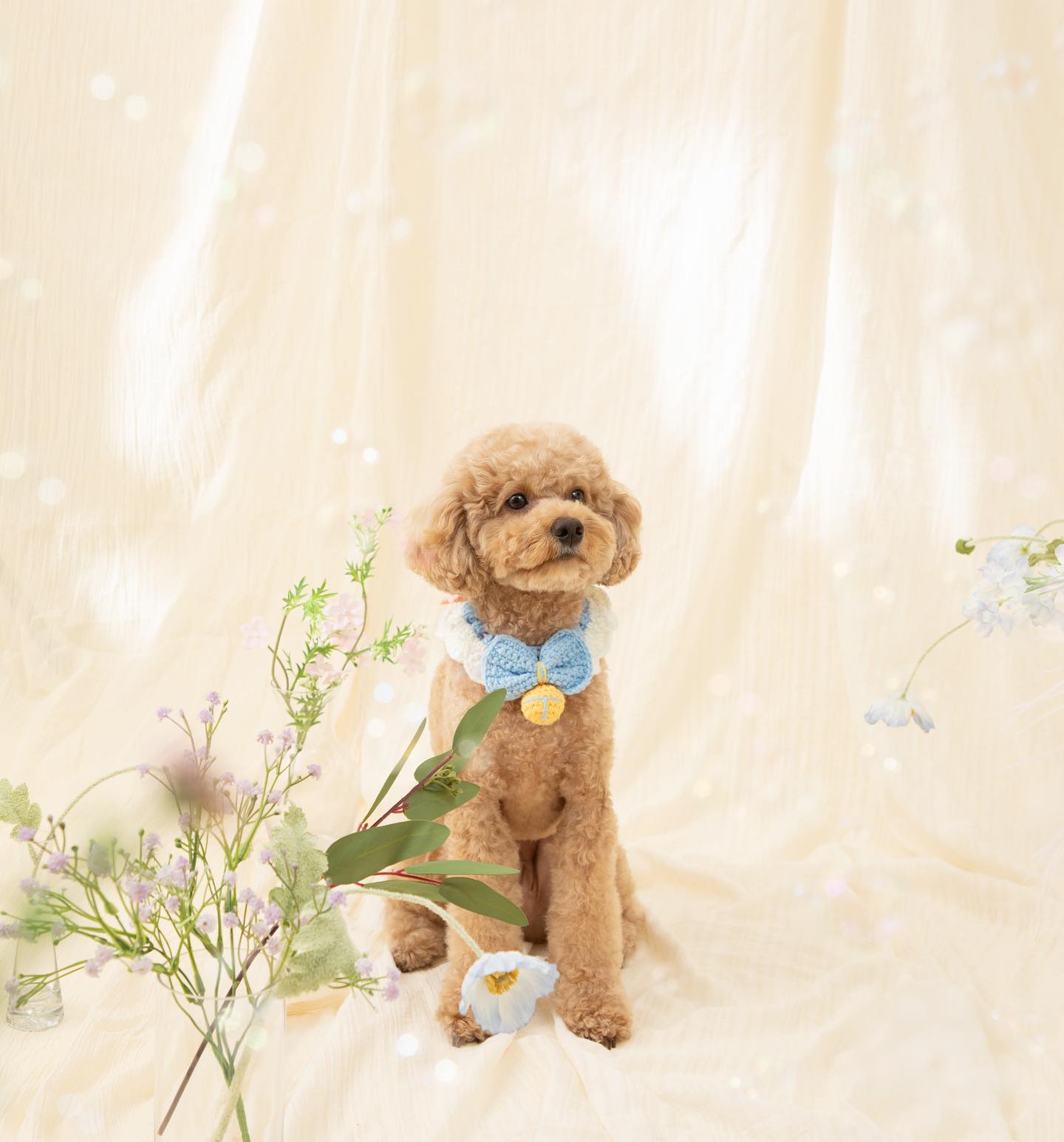 사랑하는 우래기 세살 🐶♥️