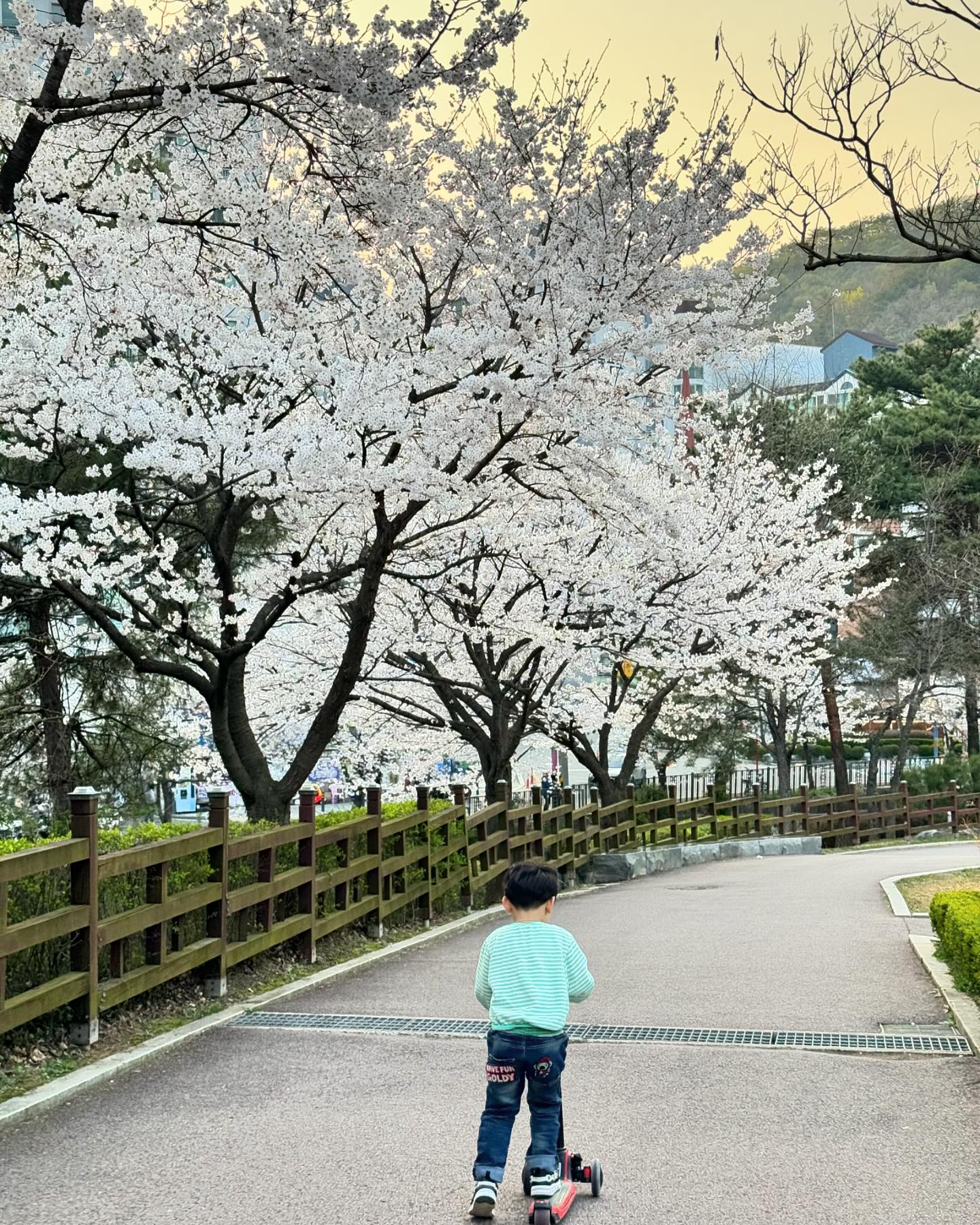 #벚꽃🌸 
⠀
여행 다녀오면 못볼까봐
어제 오늘 신나게 꽃놀이함🌸
⠀
⠀
⠀
⠀
⠀
⠀
⠀
⠀
⠀
⠀
⠀
⠀
#벚꽃놀이 #이쁜우리아들 #이쁜우리딸 #너희랑함께라서 #행복해요❤️ #봄 #봄이왔나봄