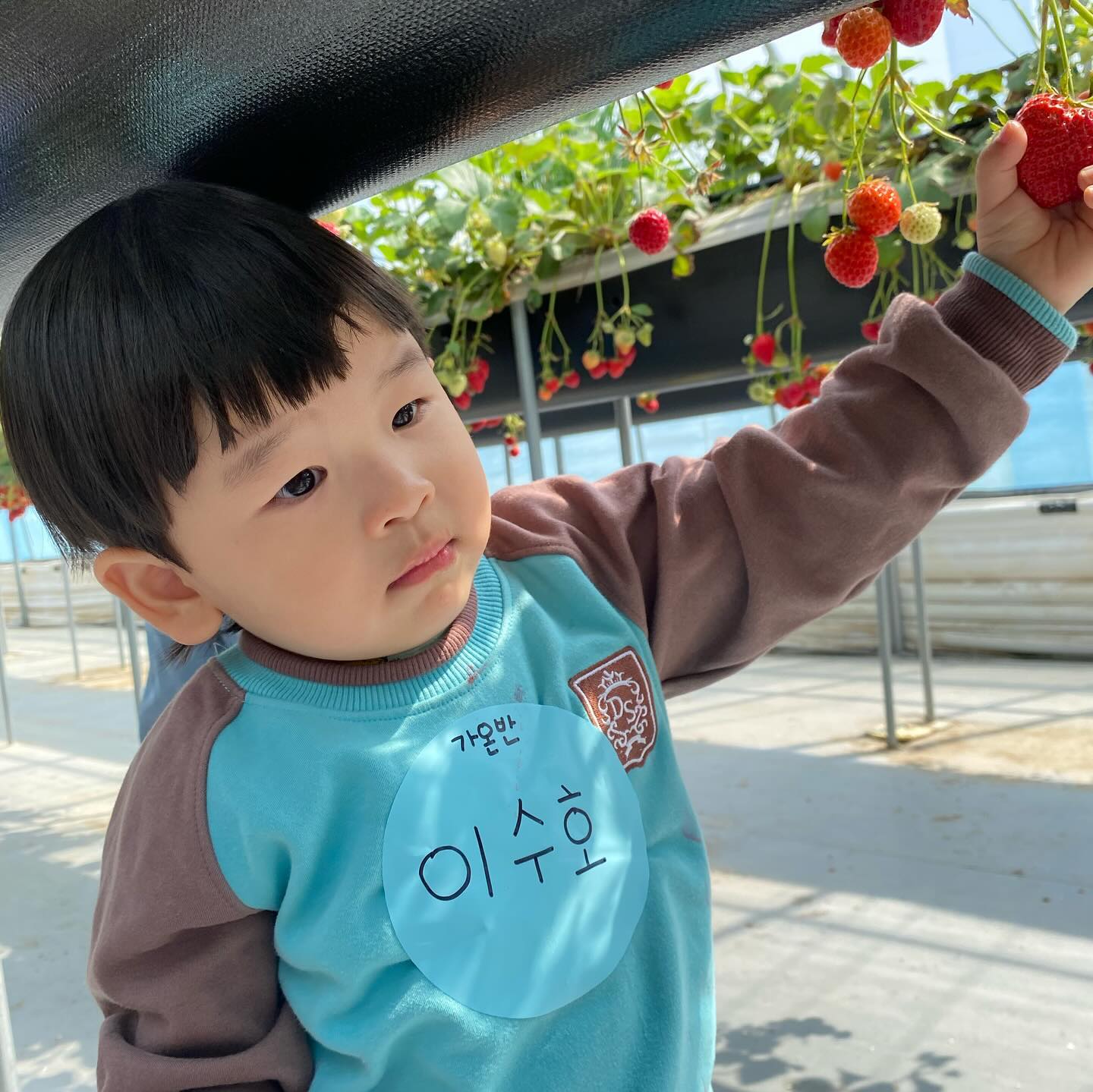 어린이집 딸기농장체험🍓🍓
엄마랑 같이 가서 좋다는 뚜오 , 말도 표현도 많이 늘어서 한번씩 놀랄때도 있고 감동 먹을때도 있고 어이없을때도 있다^^
얼마나 먹었으면 손이랑 옷에 물이 다듬🥹
ㅋㅋㅋㅋㅋㅋㅋㅋㅋㅋㅋ
분명 딸기농장 사장님이 꼭지 ✌️에 끼워 따라하셨는데,,
대롱대롱 달린거 죄다 입으로 ..... #죄송합니다 
한 입 베어문 딸기는 뚜오작품