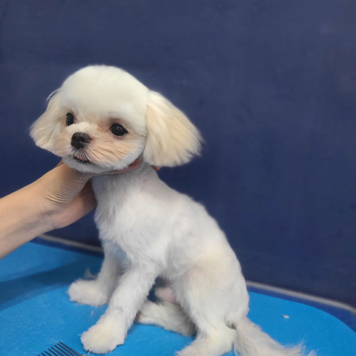 #양주애견미용학원
#원장직강
.
실견 실습 🐶
베넷미용 아가들 정클리핑 연습!!
귀여운데 얌전하기까지해 🥹
.
 ✔️ 자격증 준비기간 동안에도 실무수업/펫미용 수업을 함께 진행합니다
✔️ 소수정예 1:1 개별수업으로 진행됩니다 
.
#원장님직강 #김형종교수님
#개인지도 #실견수업학원
#애견미용사자격증
.
#애견미용사2급 #애견미용사3급
#의정부애견미용학원 #동두천애견미용학원 #포천애견미용학원 #파주애견미용학원
#애견미용학원 #애견연맹 #위그램클립 
#개인교습 #애견미용개인교습 #대형견미용
#꿈나무애견미용실 #양주애견미용
