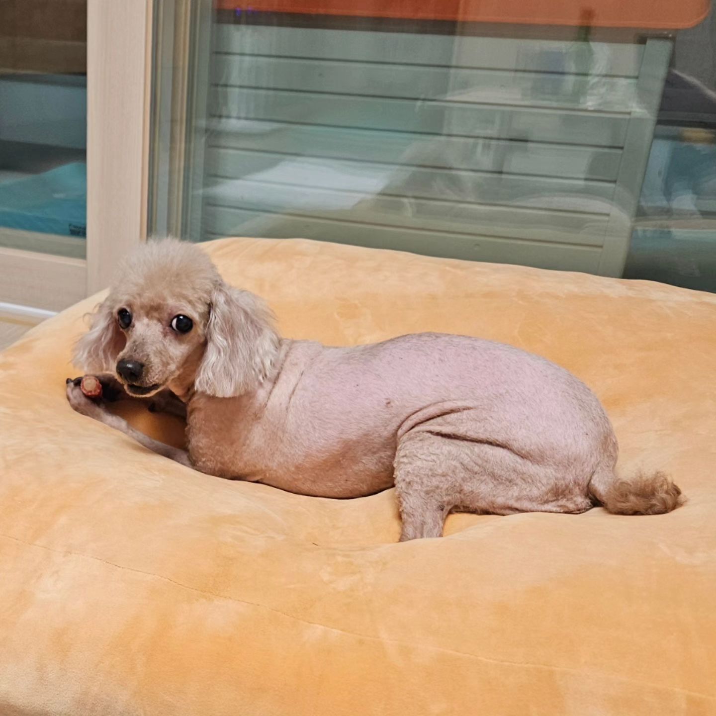 미용하고 꽃사슴 됐어요