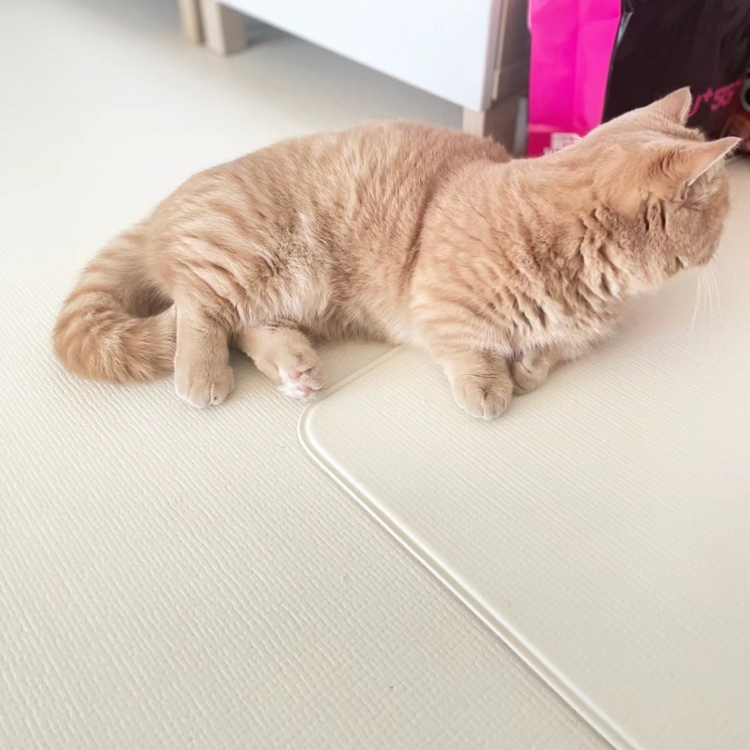 ⠀
개빡치는 썰 푼다냥 
⠀
엄마가 발톱깎이다가 털에 구멍냈다옹😾😾
.
.
.
.
.
#그러게움직이지말랬잖아 #발톱빵 #제대로났음 #고양이 #고양이발톱깎기 #츄르빨떨어짐 #큰일이네 #ㅋㅋㅋ #ㄱㅇㅇ #고양이일상 #집사일상 #주말스타그램 #개냥이 #상남자 #먼치킨 #분노의발톱빵 #냥팔맞팔 #집사맞팔