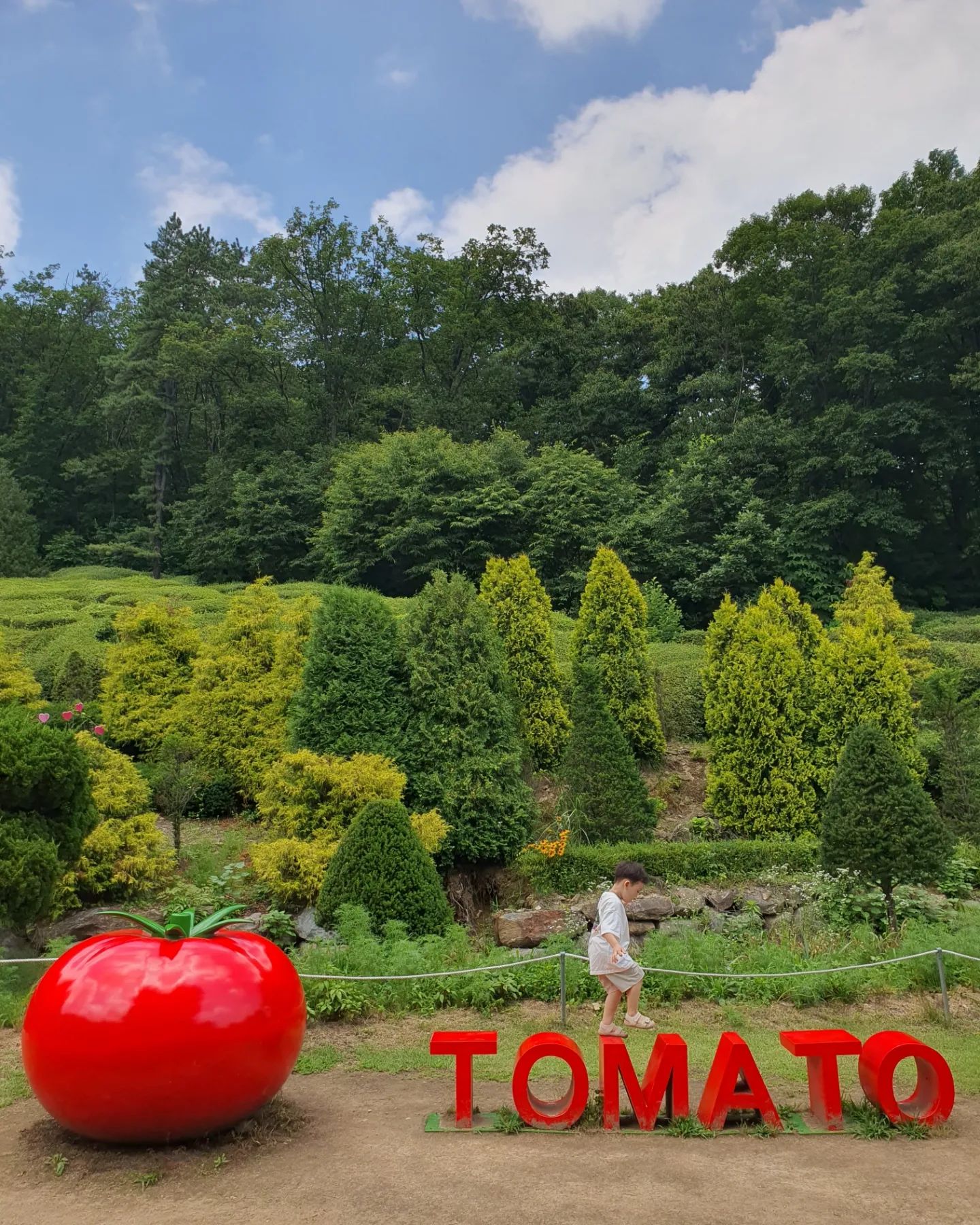 율봄식물원 토마토체험🍅

요즘 너무 더워서 실내만 돌아다녔다...ㅋㅋㅋ앞으로 더 더울테니 퍼뜩 나가보자는 생각으로 실외로 갔다!!! 하지만 너무 더웠다... 그래도 복땡이는 신났다ㅋㅋ

율봄식물원에서 방울토마토 따기 체험을 해서 다녀왔다!!
어린이집에 방울토마토 키운다고 아직 초록색이서 못따요~라며 방울토마토 따고 선생님과 친구들에게 자랑한다고 했다ㅋㅋ😅

체험시작~ 아무도 없었고 직원분께서 더운데 고생하세요!!라고 하셨다ㅋㅋ
시작해보니 하우스 안이라서 너...무 더웠다ㅋㅋㅋㅋ후~ㅋㅋ복땡이가 좋다면야😍ㅋ신나게 방울토마토를 따고 토마토주스도 먹었다

그외 레일썰매, 먹이주기, 예쁜 풍경까지 생각보다 너무 즐거운 시간을 보냈다👍 복땡이도 땀을 엄청 흘렸지만 즐거워보였다?ㅋㅋ앞으로도 덥지만 같이 나가서 놀아야지!!
