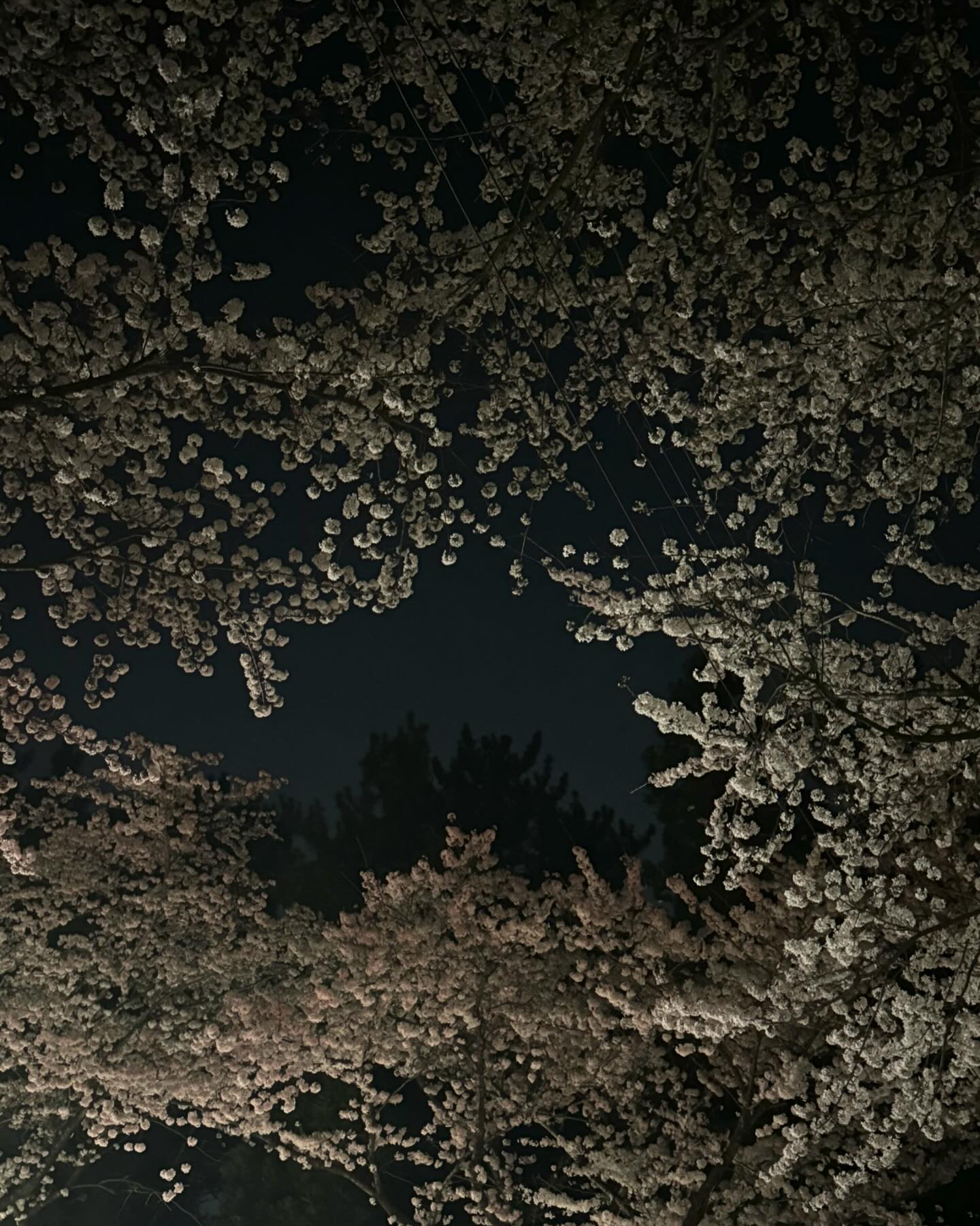 하트