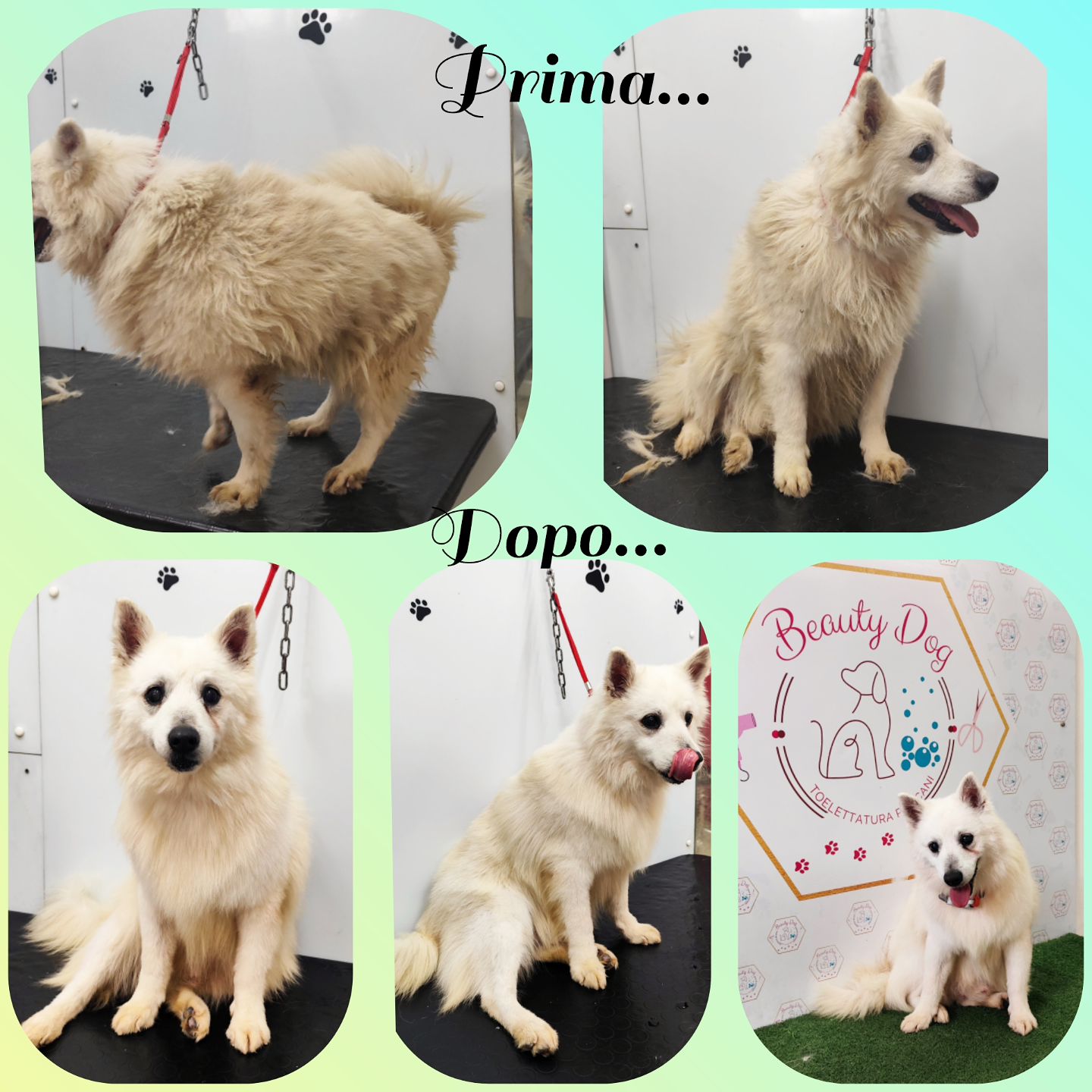 Il prima e dopo del nostro amico Fiocco💙🐾
Sei speciale ❤️🥰