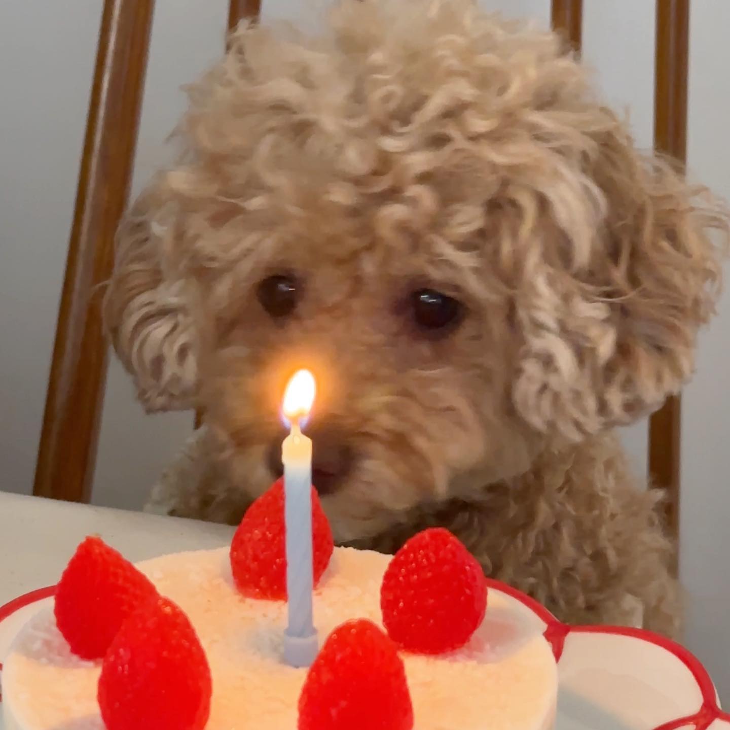 건강해줘서 고마운 늠름한 7살♥