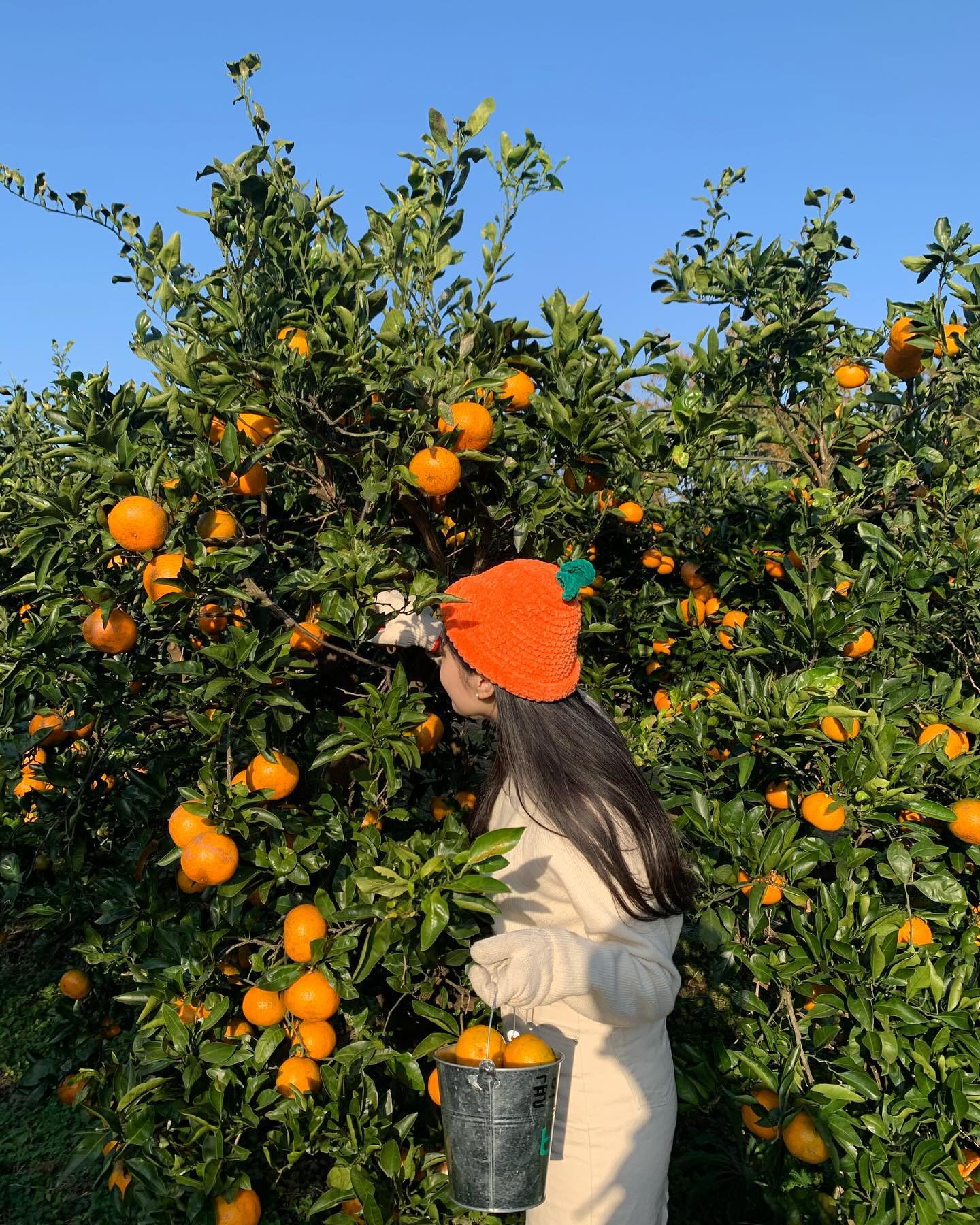 내가 딴 귤은 뀰맛 🍊

마음에 드는 감귤모자 쓰고 싶어서 미리 사서 가는 내 열정 어떤데