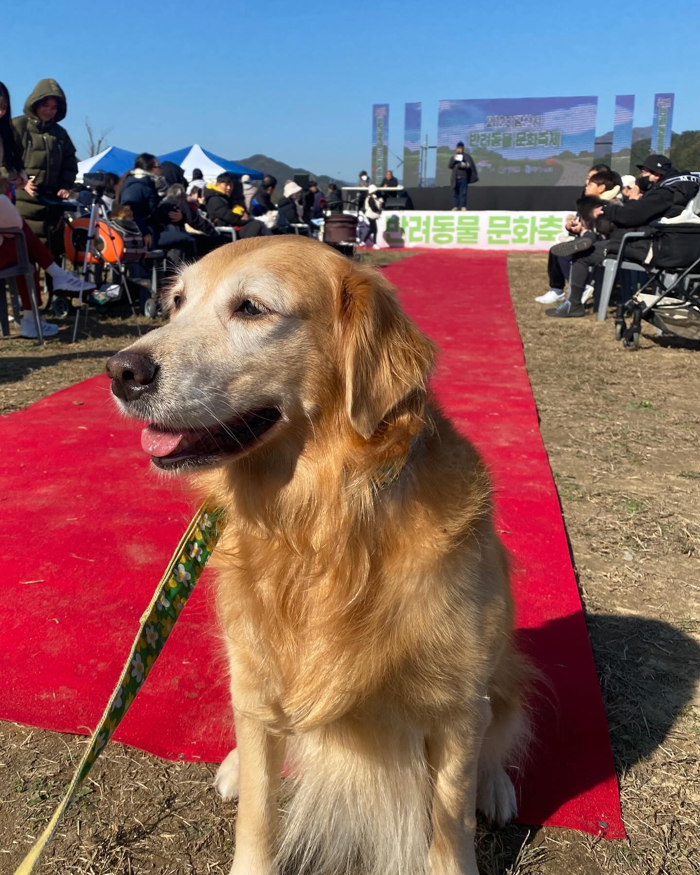 참가상이었지만 즐거웠던 #양산반려동물축제 #모델선발대회 
ㅎㅎㅎ

줄리야..잘라서 미야내..😂