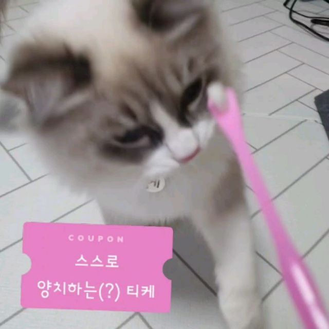 🌟티케에요🌟 on Instagram: "들고만 있었는데.. 스스로 치카치카하는듯한 티케에요🤣🤣🤣 펫트렌드페어에서 한 이벤트로 백금칫솔을 받았어요!! 그냥 칫솔인줄 알았는데! 물만 묻혀서 쓰