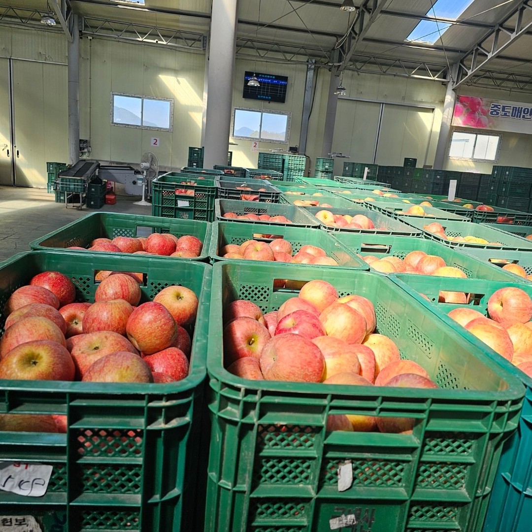 🍎 오늘 경매 시작 전 사과입니다.

부사 사과가 이제 많이 출하되고 있습니다.

🍎 정식 판매는 주말부터 시작하려 합니다.

이전까지 맛이 약간 덜 들었는데

🍎 오늘 나온 사과는 정말 맛이 너무 끝내줬습니다. 💯

기대해주세요~😍