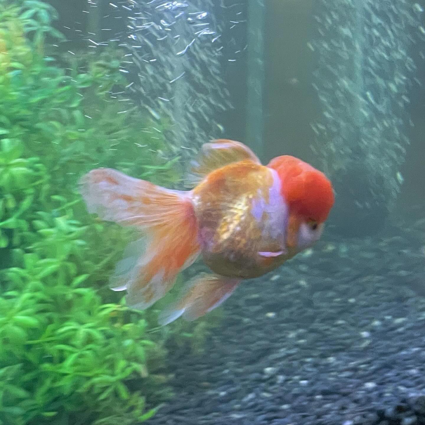 왕끔뿡