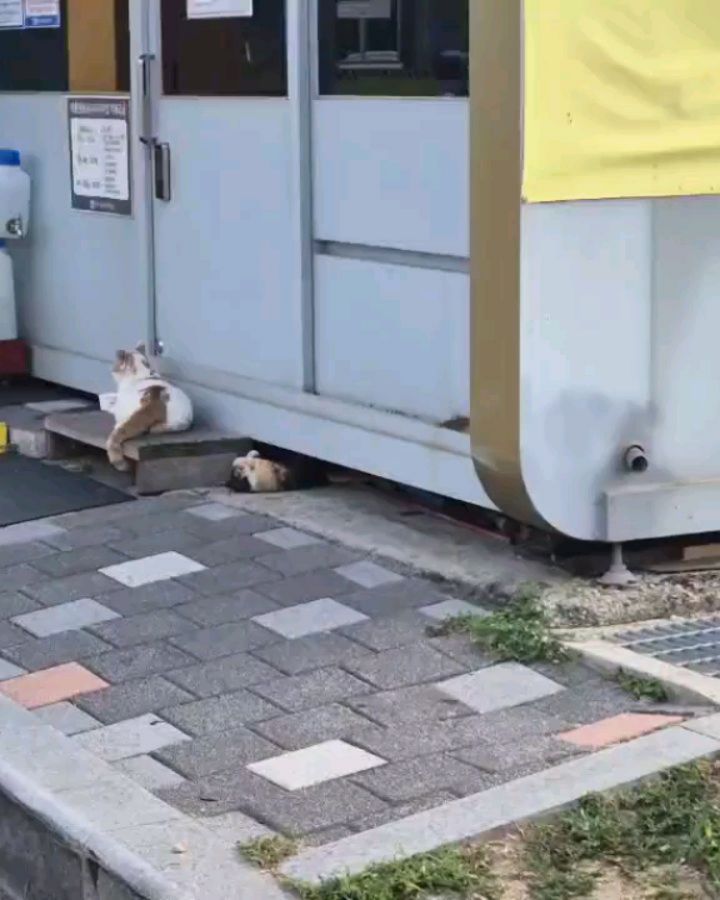 🐈
주차장에서 만난 냥냥가족
엄마 꼬리랑 노는 꾸러기냥
꼬리만 노랗게 무늬가 있는 엄마냥이도 귀엽지뭐야

울 애들 집에 엄마 없을땐 #도그메이트

#cat #고양이 #길냥이