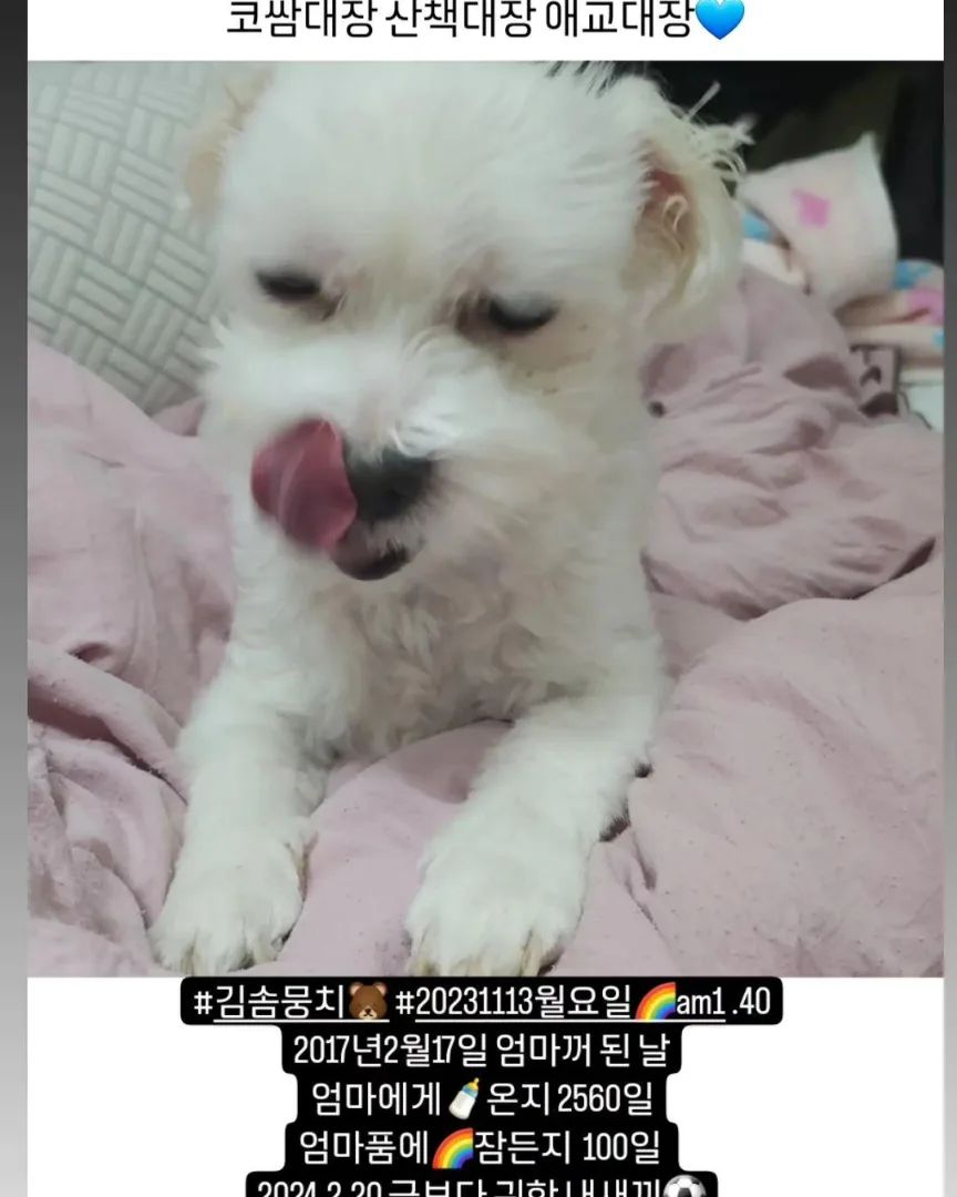 #김솜뭉치🐻 #20231113월요일🌈am1.40

2024년 2월 20일 화요일
금보다 귀한 내새끼🐻🦋

2017년 2월 17일 🐻🍼❤ 엄마꺼 된 날
엄마에게🍼온지 2560일
엄마품에🌈잠든지100일

너무 보고 싶다 말로도 글로도 표현이 안될 만큼
내보물🐻🐶🦋🌈🍼⚽🐰🐇🧡💜💕

#김솜뭉치🐶 #뭉치치🐻 #솜뭉치🐻 #뭉치🐻 #뭉티🐻  #뭉티티🐻 #곰도리🐻 #엄마아들 #엄마보물  #내꺼 #짜리몽땅겸댕이 #내아들 #엄마꺼 #엄마강아지 #엄마새끼 #우리집둘째 #순둥이 #세상제일착한천사 #겸댕이 #세상천사 #산책대장 #김솜뭉치 #뭉치 #뭉치치 #솜뭉치 #곰도리 #뭉티 뭉티티 #사랑해