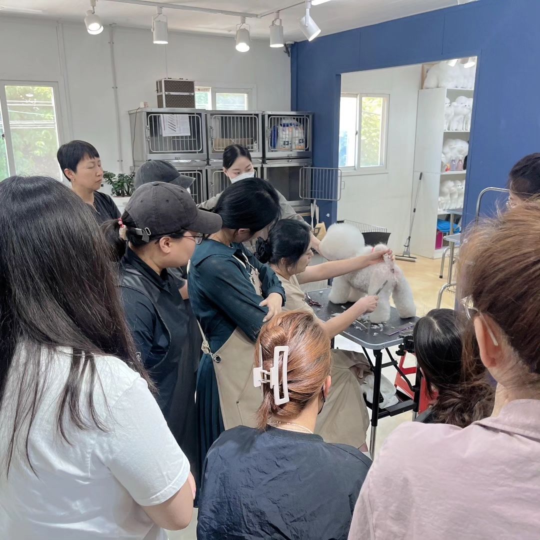 #양주애견미용학원
#원장직강

비숑 스포팅. 하이바 수업 🧡

.
 ✔️ 자격증 준비기간 동안에도 실무수업/펫미용 수업을 함께 진행합니다
✔️ 소수정예 1:1 개별수업으로 진행됩니다 
.
#원장님직강 #김형종교수님
#개인지도 #실견수업학원
#애견미용사자격증
.
#애견미용사2급 #애견미용사3급
#의정부애견미용학원 #동두천애견미용학원 #포천애견미용학원 #파주애견미용학원
#애견미용학원 #애견연맹 #위그램클립 
#개인교습 #애견미용개인교습 #대형견미용
#꿈나무애견미용실 #양주애견미용