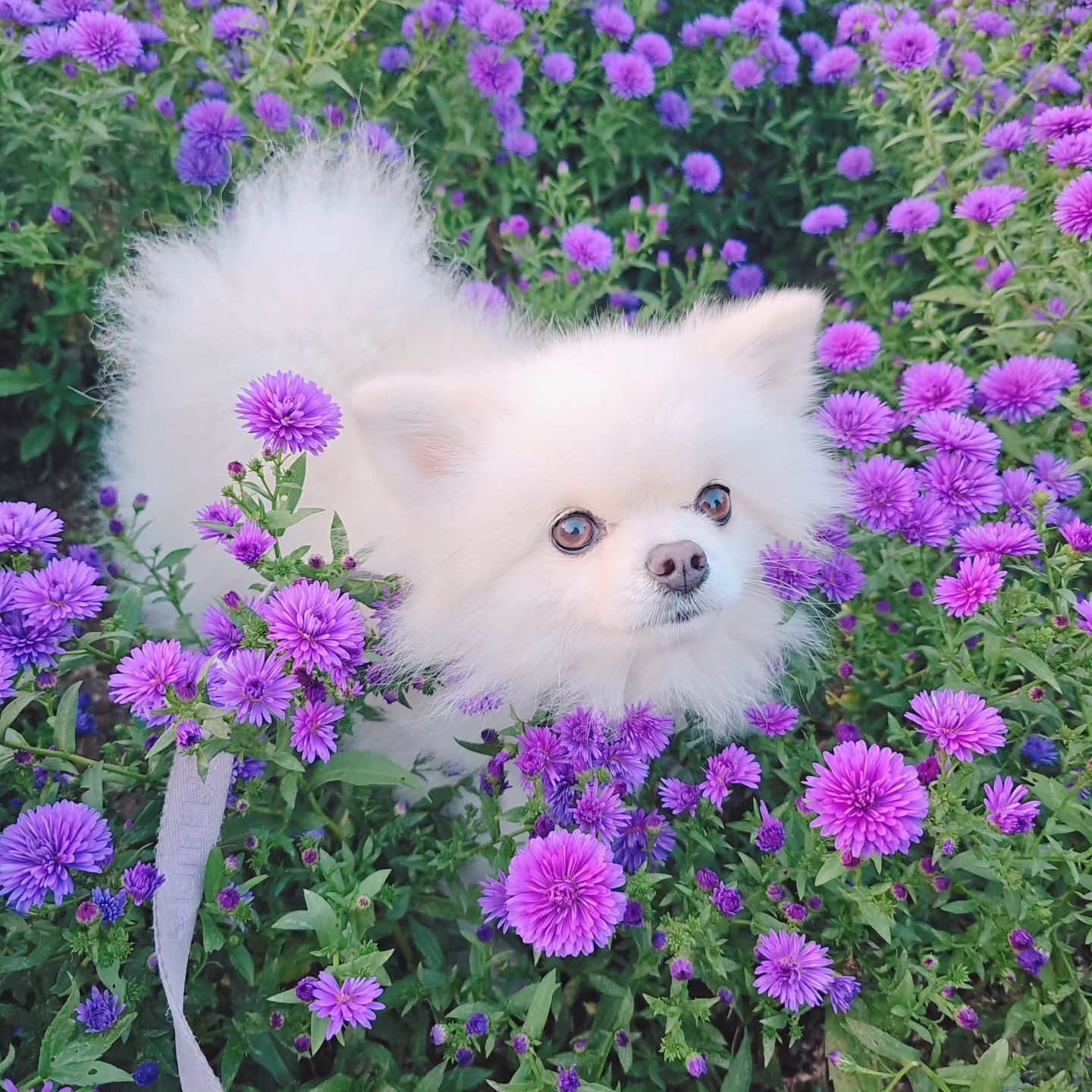 양주에 예쁜 꽃들이 너무 많더라구요!!
강아지 동반도 가능한 양주 나리공원 추천요!!
#강아지동반가능 #양주나리공원 #꽃개 #오늘도귀엽다
