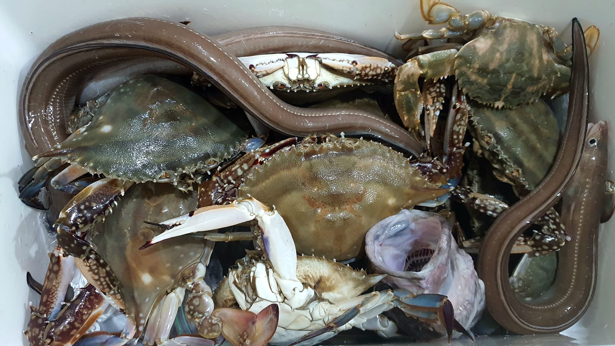 게나 나나

게들의 욕심을 바늘 삼아 낚시를 해보았습니다. 한쪽 집게 발로는 미끼를 잡고 또다른 발로는 끌려가지 않으려 바둥거리더군요.

뒤늦게 깨달은 게가 집게 발을 놓았을 때에는 이미 제 뜰채 안에 있었고, 끝까지 어리석었던 게는 배 위에서도 미끼를 물고 늘어지며 상황파악을 못했습니다.

게는 행복이 아닌 행운을 물었고, 비행운의 과정으로 꽃게탕 다데기가 만들어지고 있습니다. 욕심에 어리석었던 게같은 저의 지난 모습들이 떠올라 측은지심으로 낚시대를 접고 
탕은 준비하고 있습니다ㅎ

욕심에 눈이 멀면..
오늘의 꽃게탕처럼 된다는 교훈을 미원 삼아 깨끗히 배터지게 먹고 한동안 게를 잡지 않아야겠습니다ㅎ

#게맛있음
#오랜만에_바다
#어리석_게_20마리