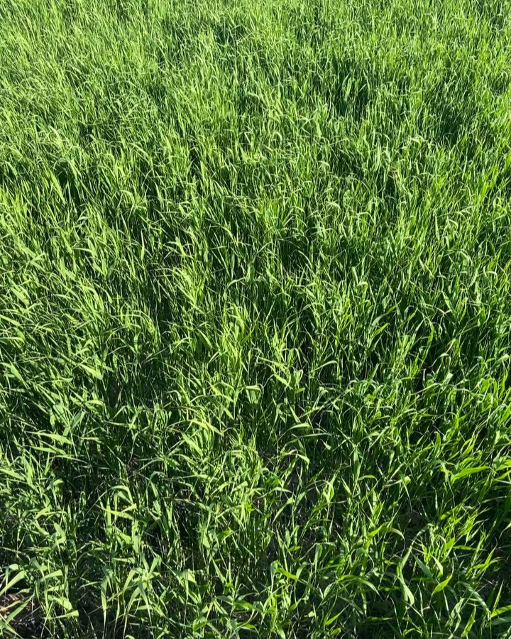 🌱💐🌿🌼🌳🌷 꽃 조아 초록이 조아 벌레 시로