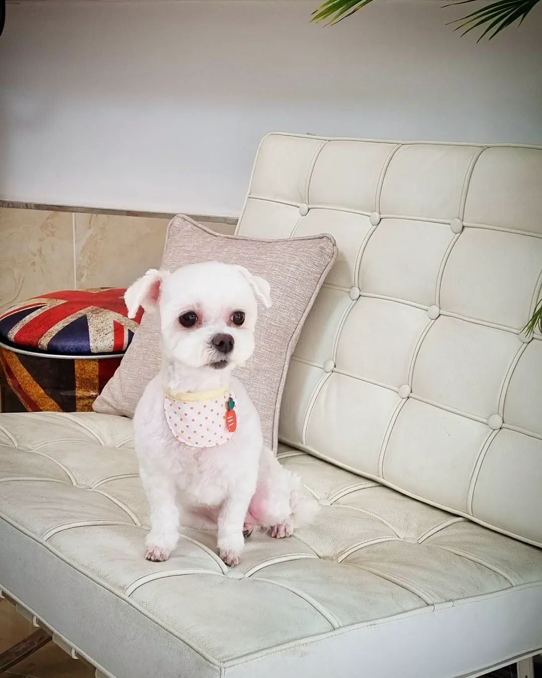 #뽀송이
•
•
영원히 헤어지지않으면 좋겠다
•
•
#사랑해 #내새끼 #멍스타그램 #말티즈 #멍멍이그램 #댕댕이