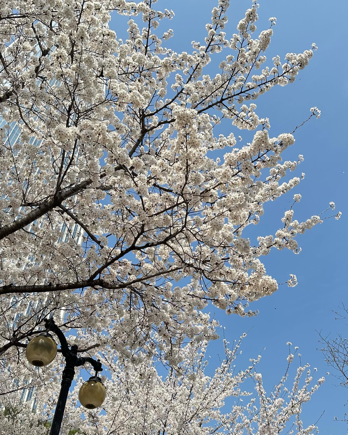 🌸💖✨🫶🏻