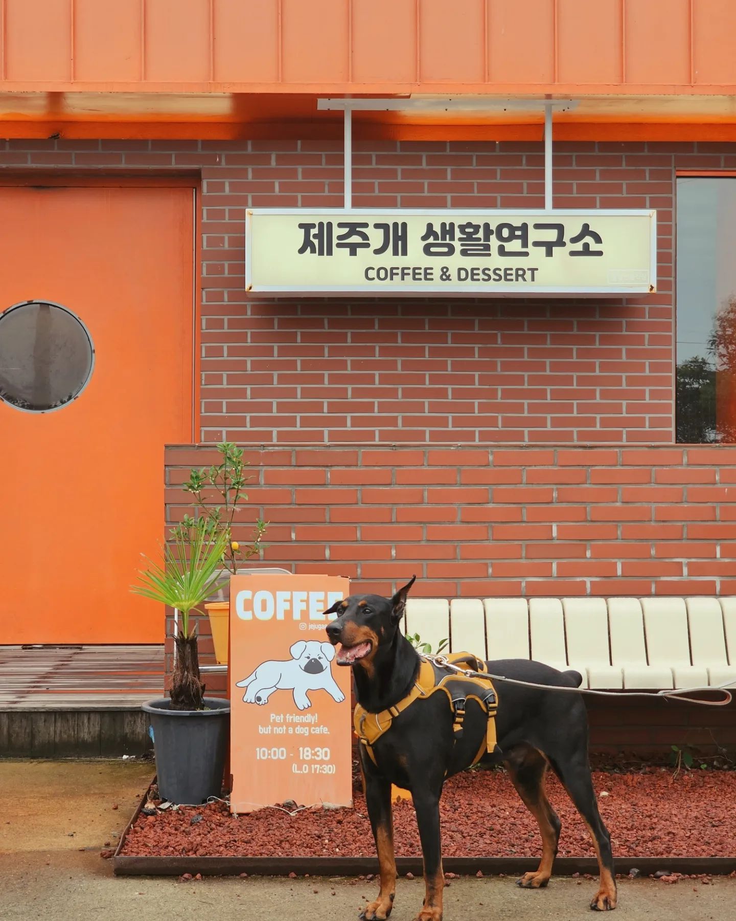 #협찬 제주개 탕이가 있는 제주개생활연구소🐶💕
.
.
.
📍#제주개생활연구소 
제주 제주시 한경면 녹차분재로 502

🕑영업시간 10:00-18:30
라스트 오더 17:30
🚗 매장 앞 주차장 있음

✅️ 제주개 탕이를 만날 수 있는 시간은 <14-15시>에요.
✔️ 애견동반 카페로 리드줄 필수!
✔️ 실외 정원에 따로 오프리쉬존이 있어요.

🍉 수박한통을 갈아 넣은 듯한 찐~한 수박주스에요!
🍓알갱이가 톡톡 씹히는 딸기우유!