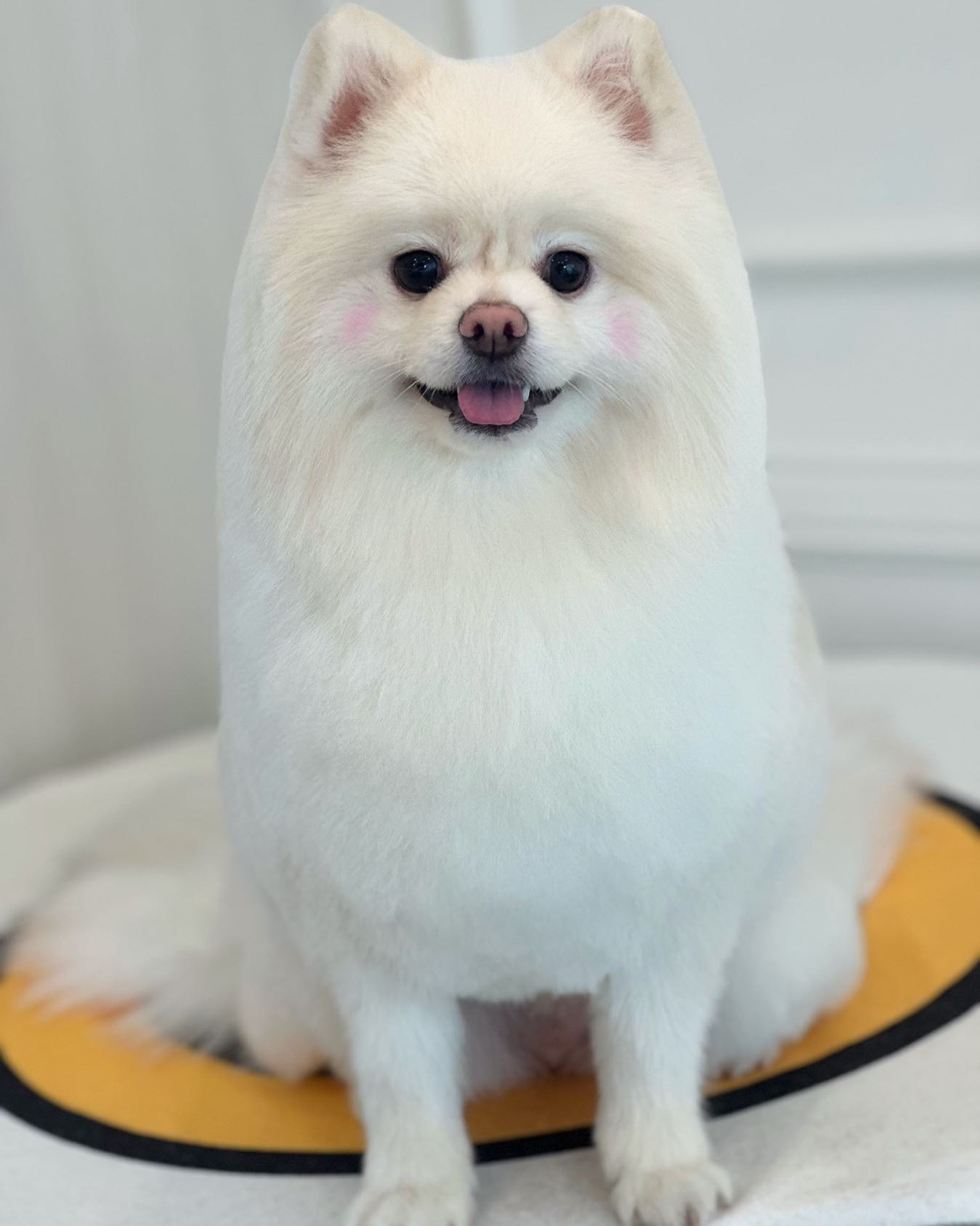 오랜만에 미용🐶🤍
#멍팔 #스냅사진 #강아지장난감 #애견미용 #물개컷 #애견인소통 #좋아요 #팔로우 #맞팔 #좋아요반사 #폼피츠  #강아지 #댕댕이 #댕스타그램 #멍멍이 #멍스타그램 #포메라니안 #오오티디 #스피츠 #견스타그램 #새끼강아지 #협찬 #pompitz  #dog #수원애견미용 #펫스타그램 #반려견 #반려동물 #독스타그램 #애견카페