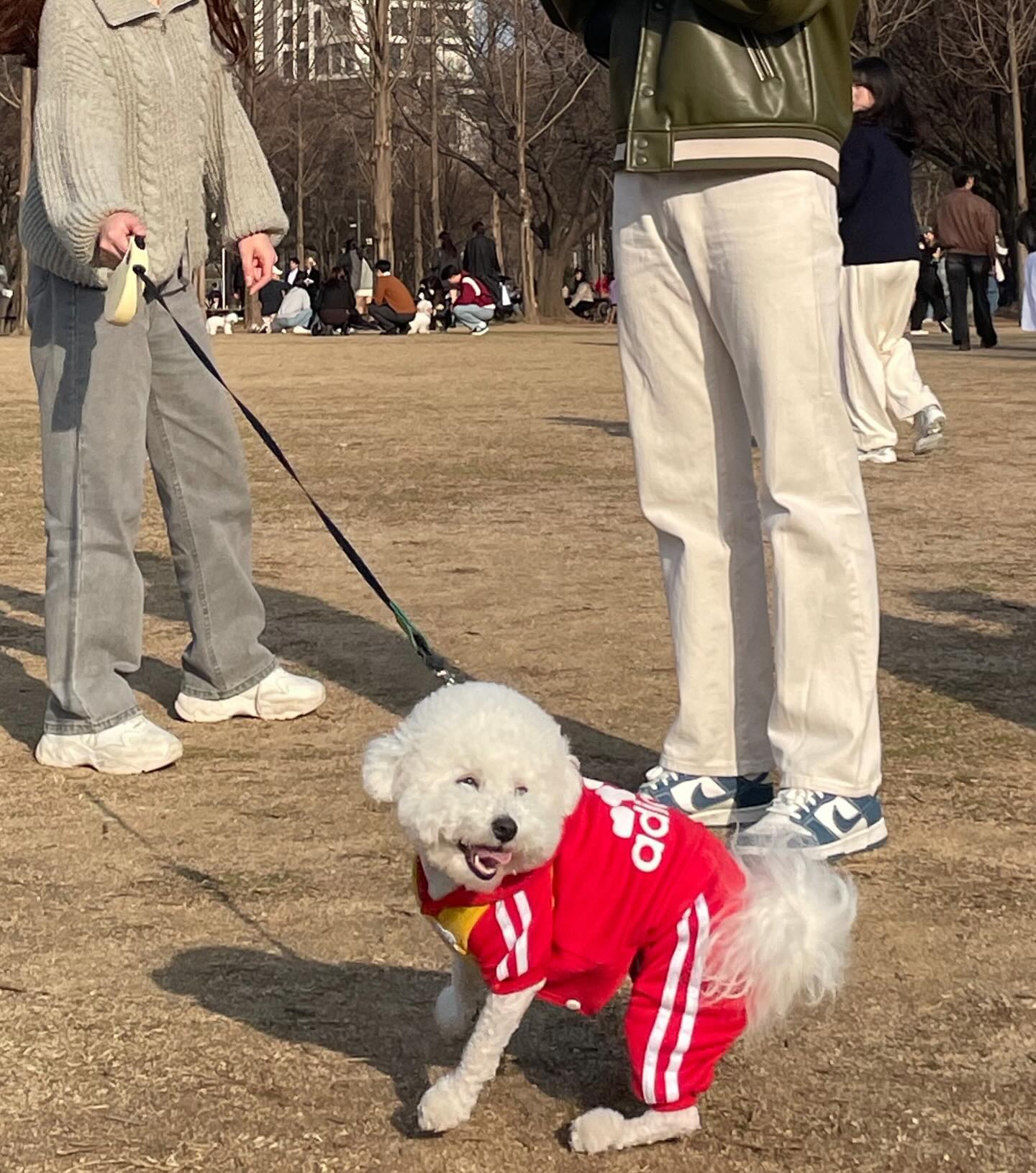 사진이고 나발이고 강아지 친구들이랑 놀기바쁜 구름이^^;; 건진사진 하나더 없음 .. ㅋ 하루종일 빗질하면 뭐해 바람때문에 소용없눈데 ㅋㅋ.. ㅠㅠ 비숑맘은 슬프다