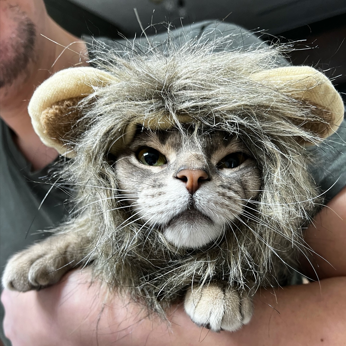 어흥🦁 나는 라이언킹 해리다아아아 ㅋㅋㅋㅋㅋ 아 귀여워
 #라이언킹 #고양이 #라이언킹고양이 #귀여운고양이 #집사 #집사맞팔환영 #lionking #cat