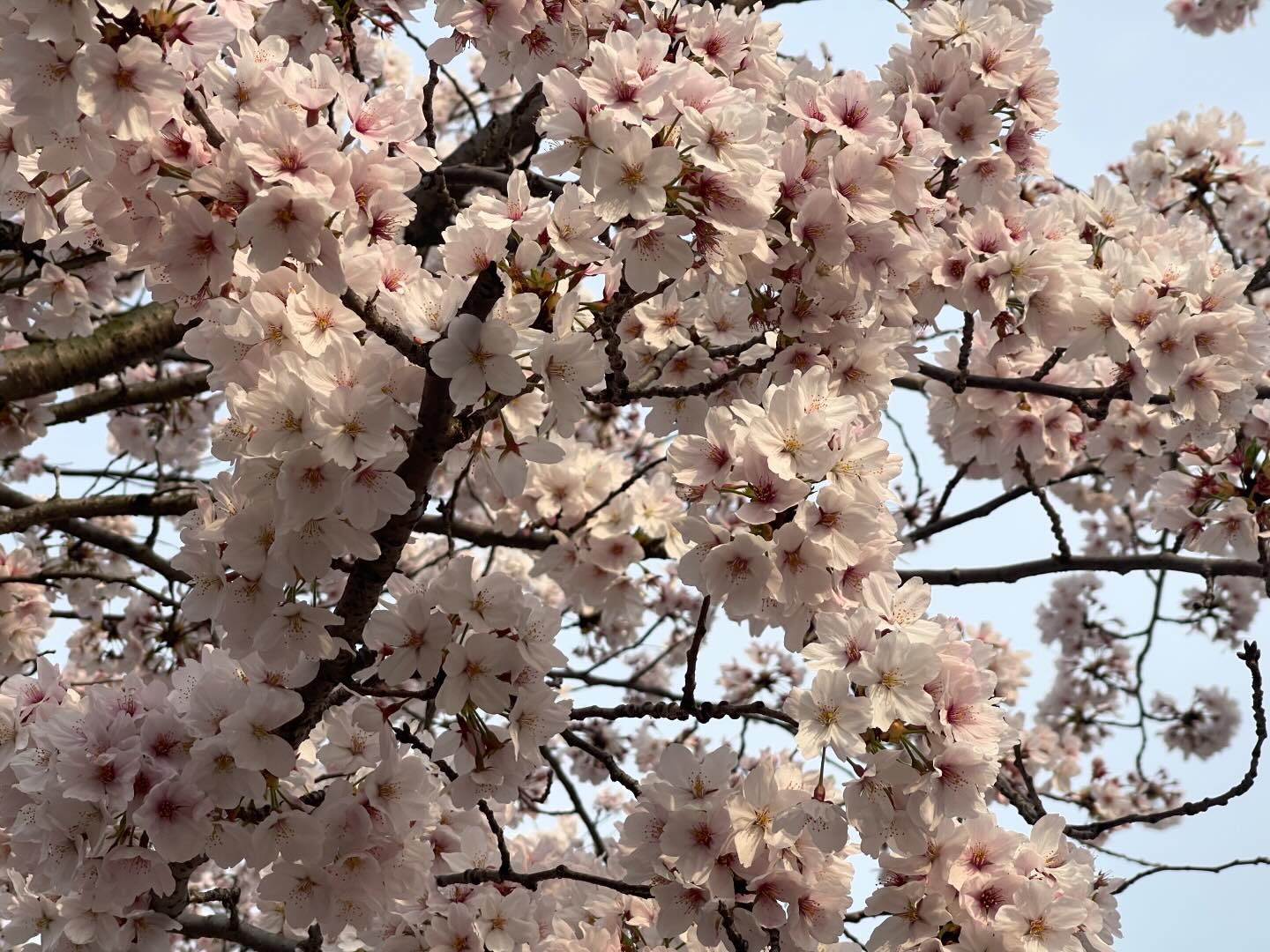 #🌸#2024무거천