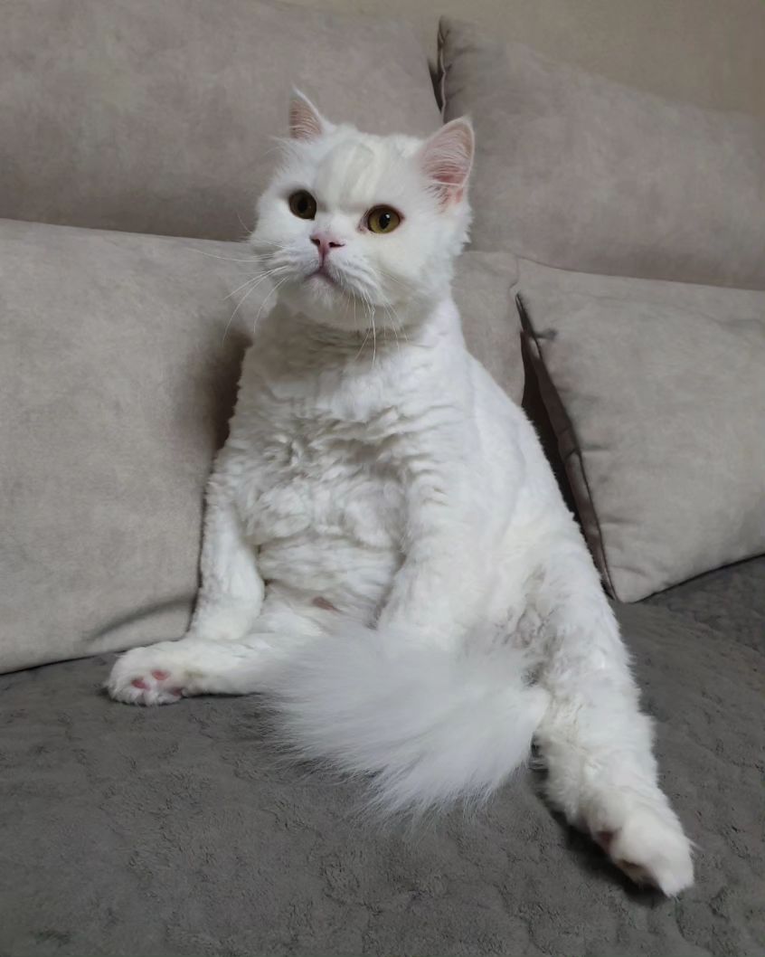 하양아 왜 그러고 앉아있워..? 
#하양이자두