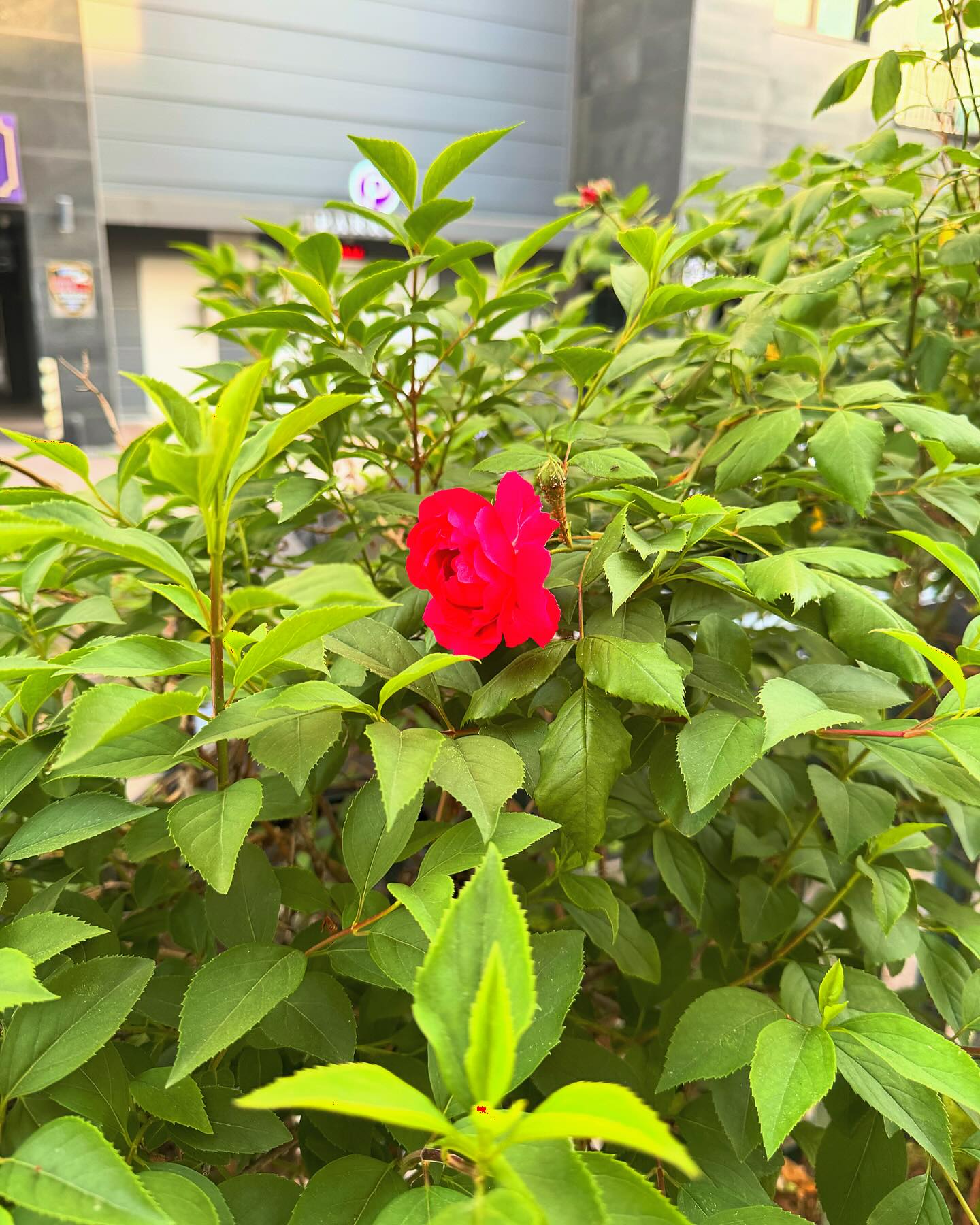 빨간색이 좋드라 꽃도 술도ㅋ
#소통 #맞팔 #선팔