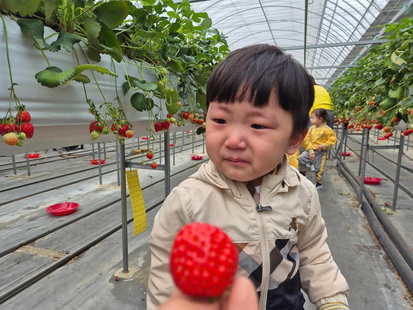 딸기밭 눈물밭 🍓