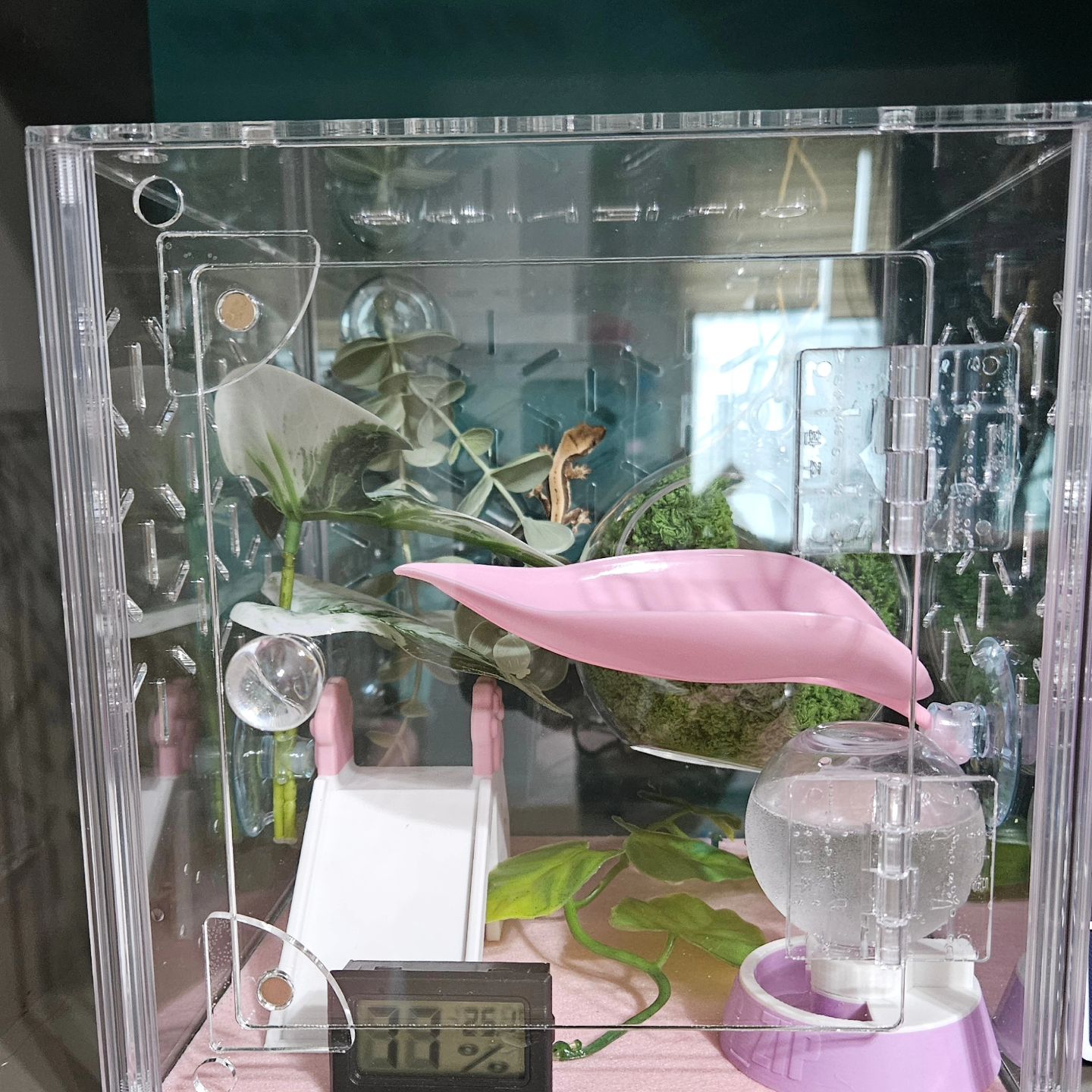 우리집에 입주한 아기도마뱀 #코코
건강하게 잘지내보자 애기야 🦎 
내일 공포의 피딩..잘할수..잇것지?

#릴리화이트 #크레스티드게코